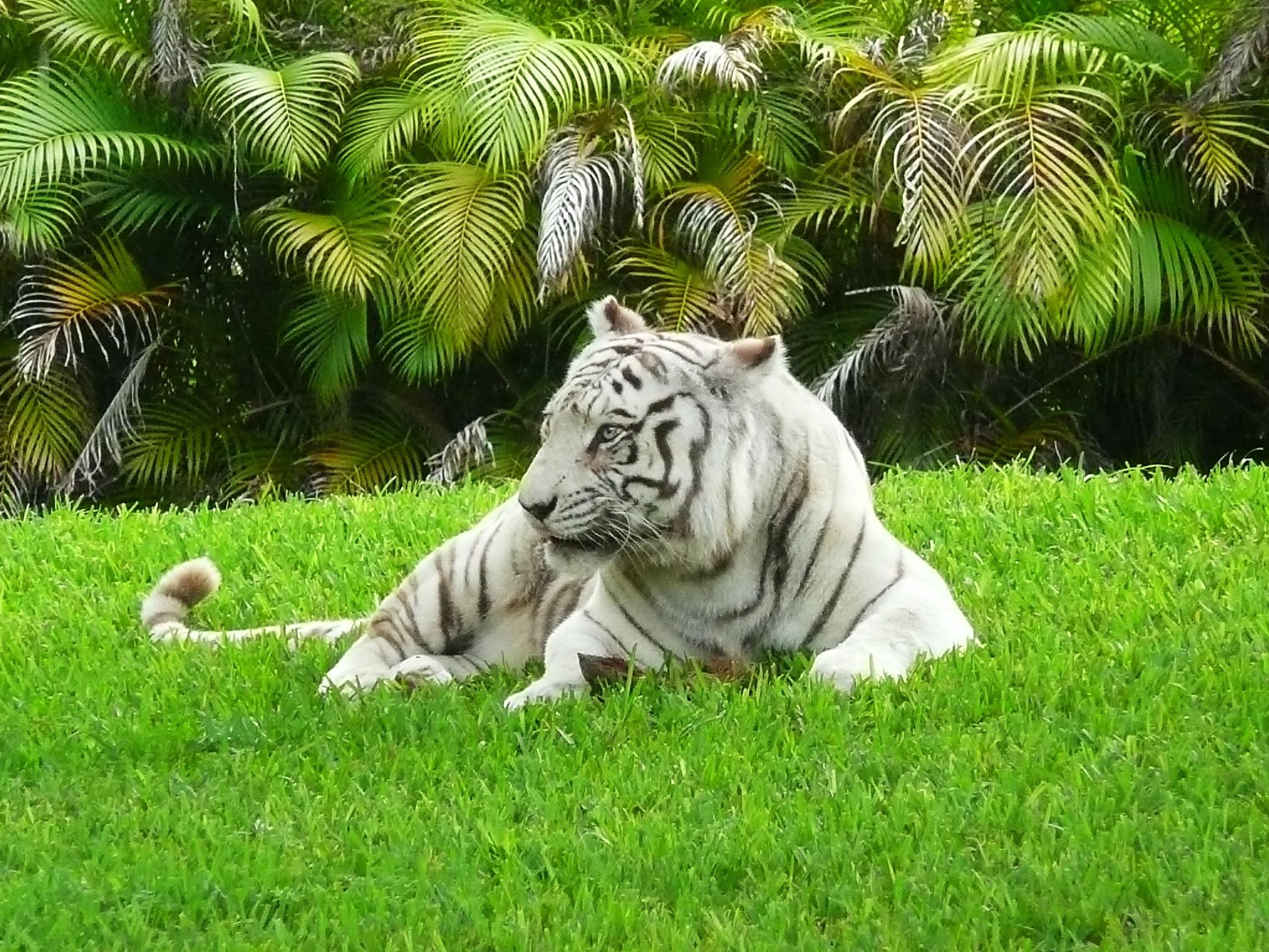 Best 35 Bengal Tiger Picture and Wallpaper