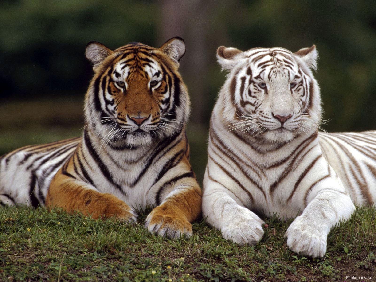 Beautiful Tiger Wallpaper High Definition