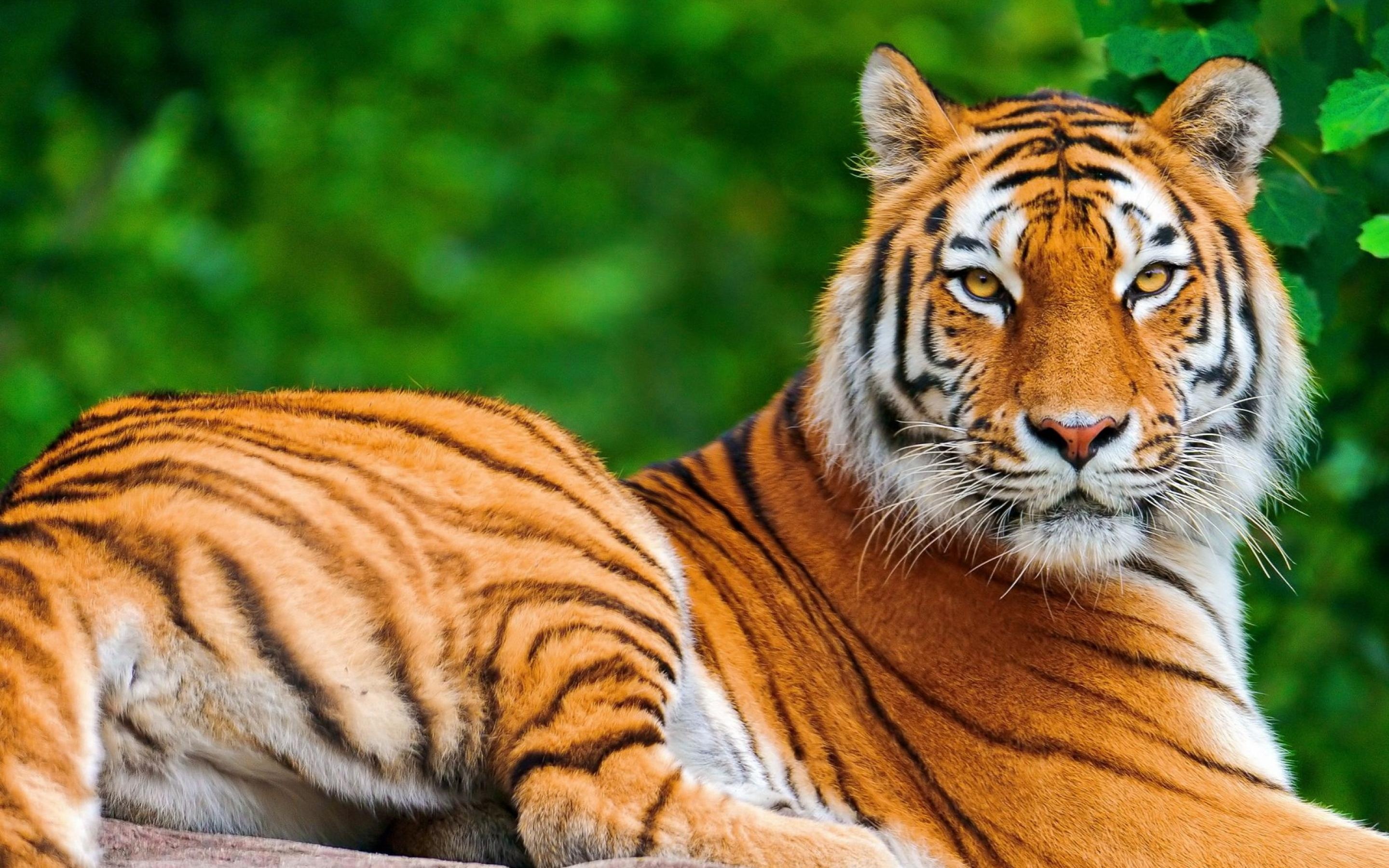 More Beautiful Tiger Wallpaper
