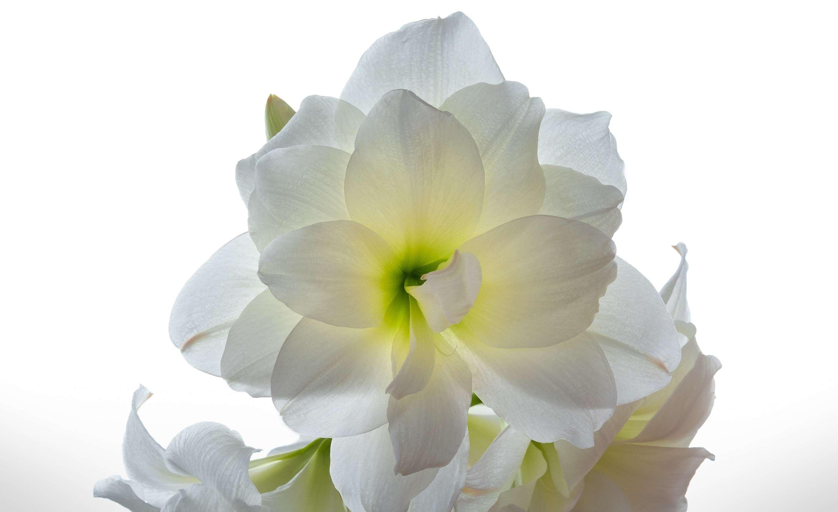 amaryllis, blooming, blossom, bulb, floral, flower, petal, plant
