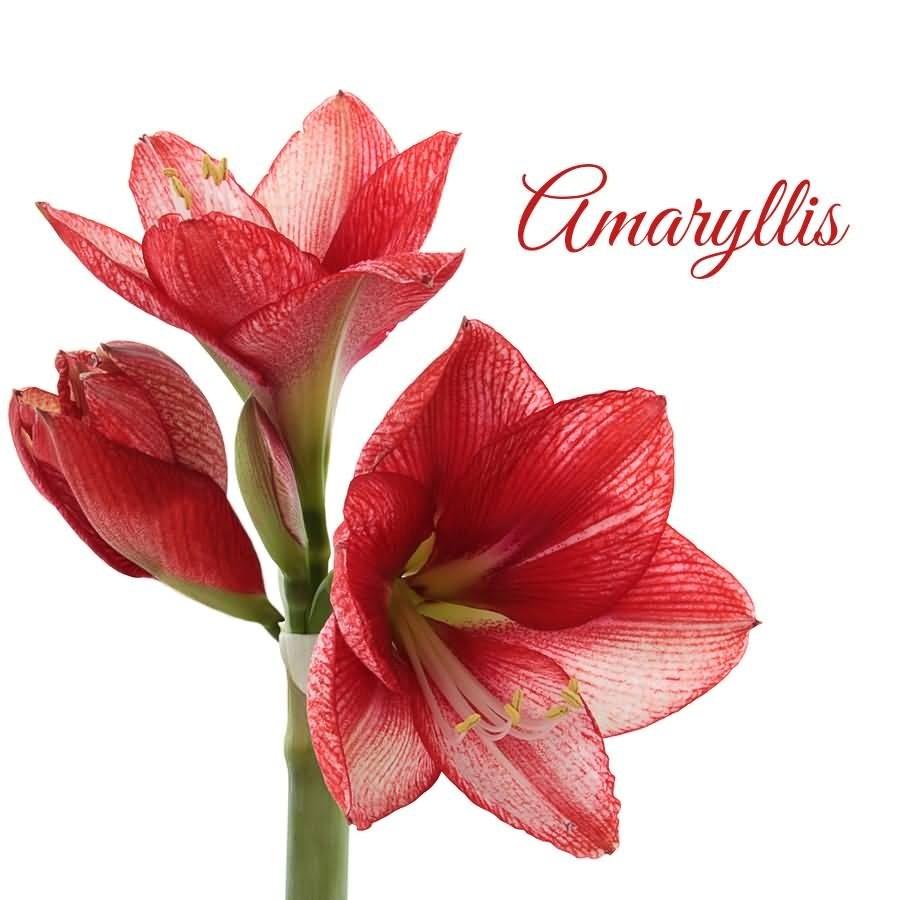 Most Beautiful Amaryllis Flowers Image
