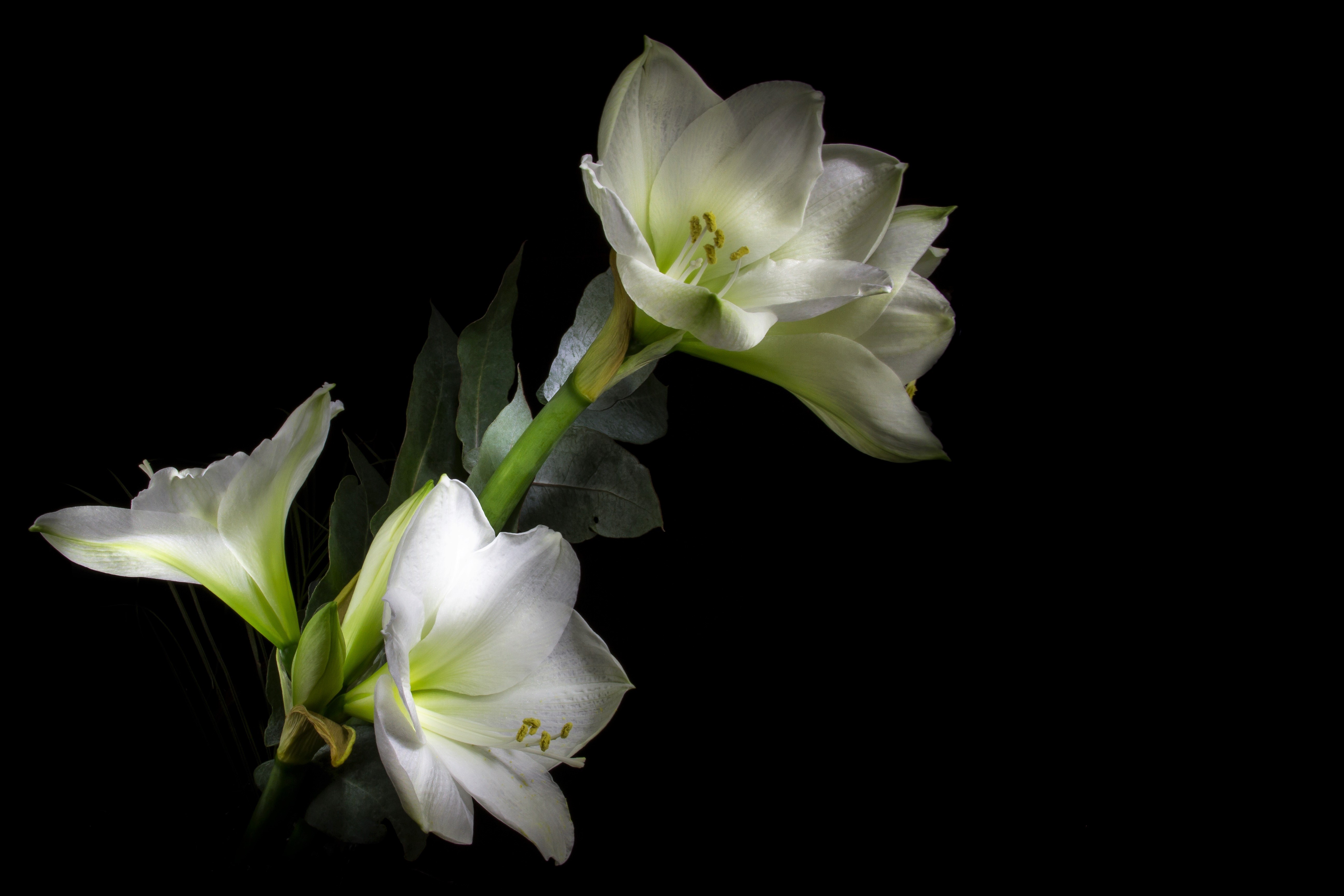 White Amaryllis 5k Retina Ultra HD Wallpaper. Background Image