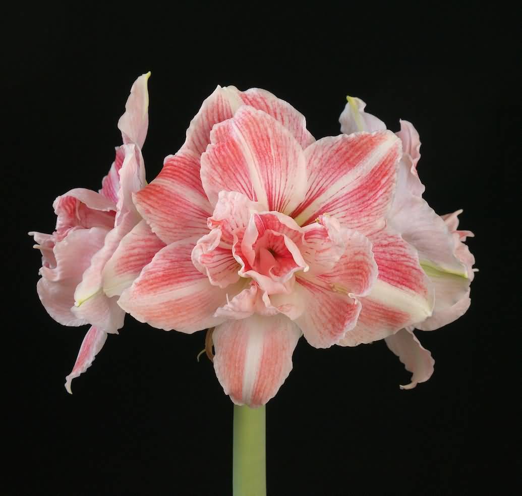 Wonderful Amaryllis Flower Picture, Image & Photo