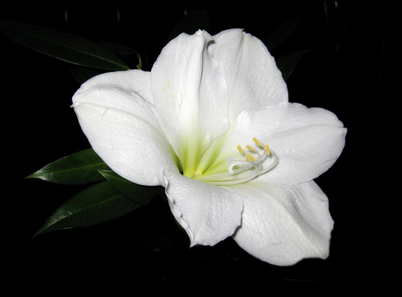 image White Flowers Amaryllis Closeup