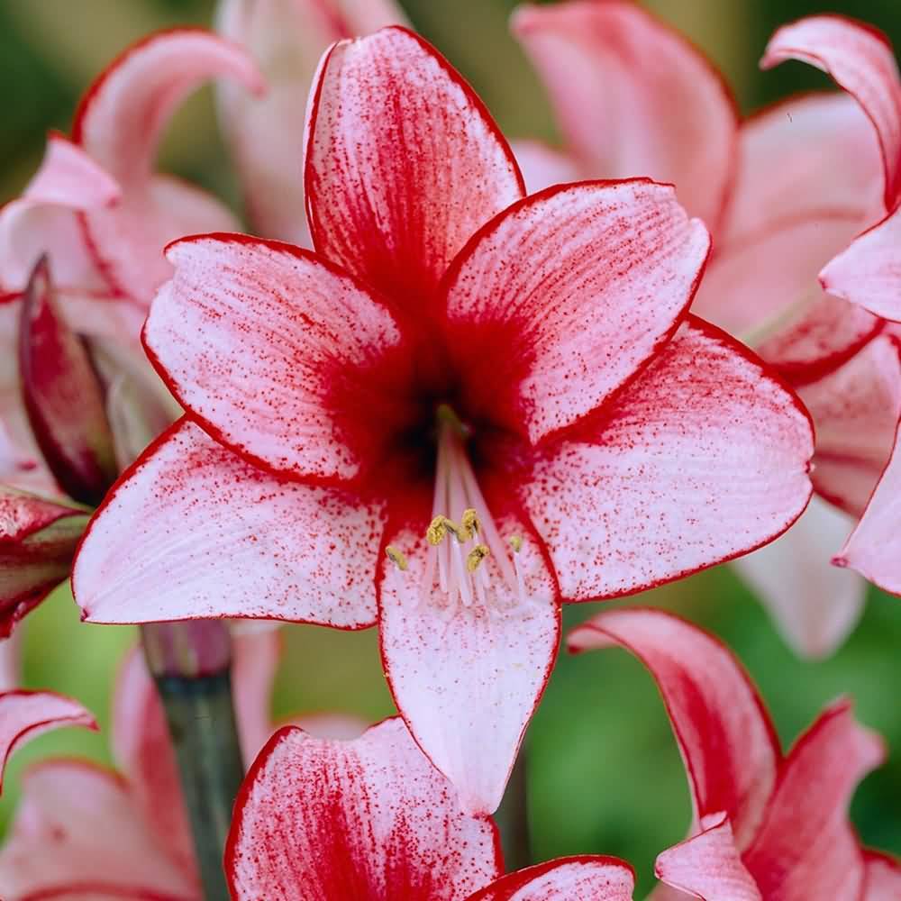Wonderful Amaryllis Flower Picture, Image & Photo