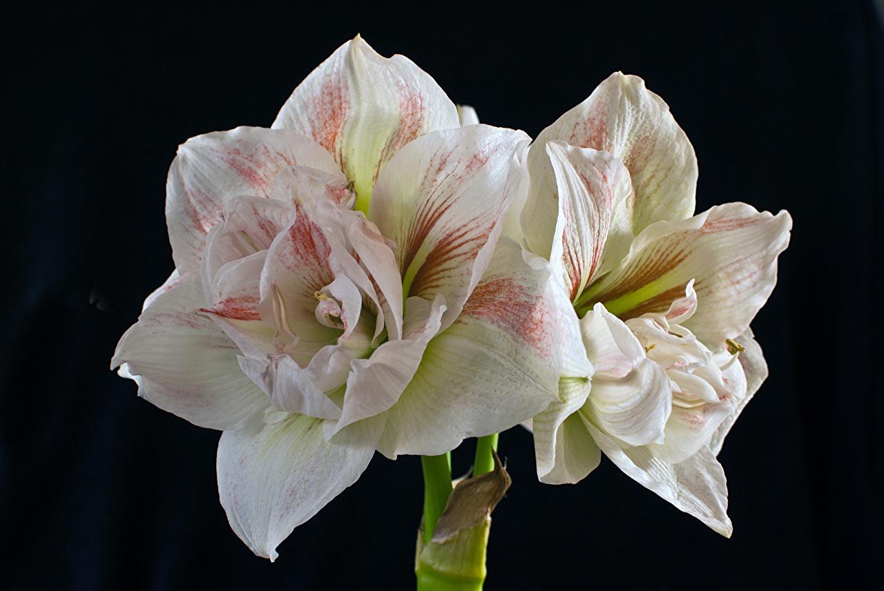 Picture White Flowers Amaryllis