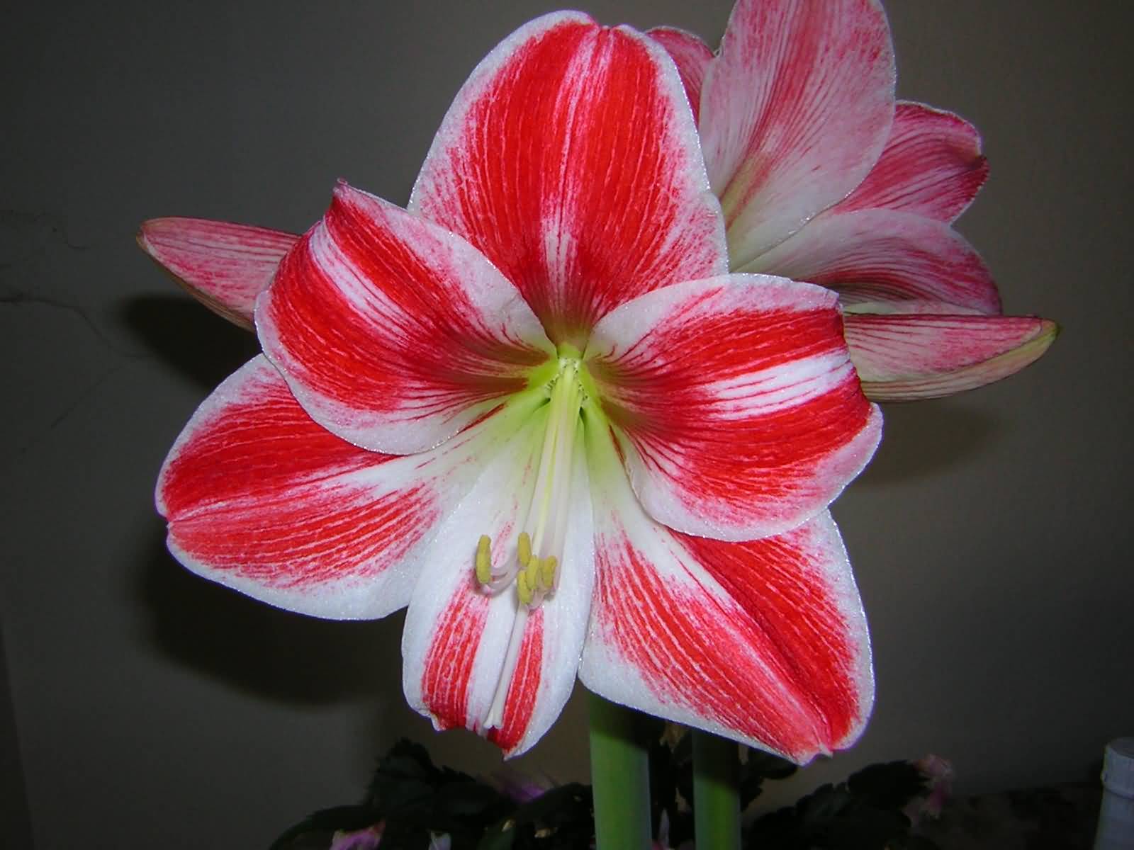 Most Beautiful Amaryllis Flowers Image