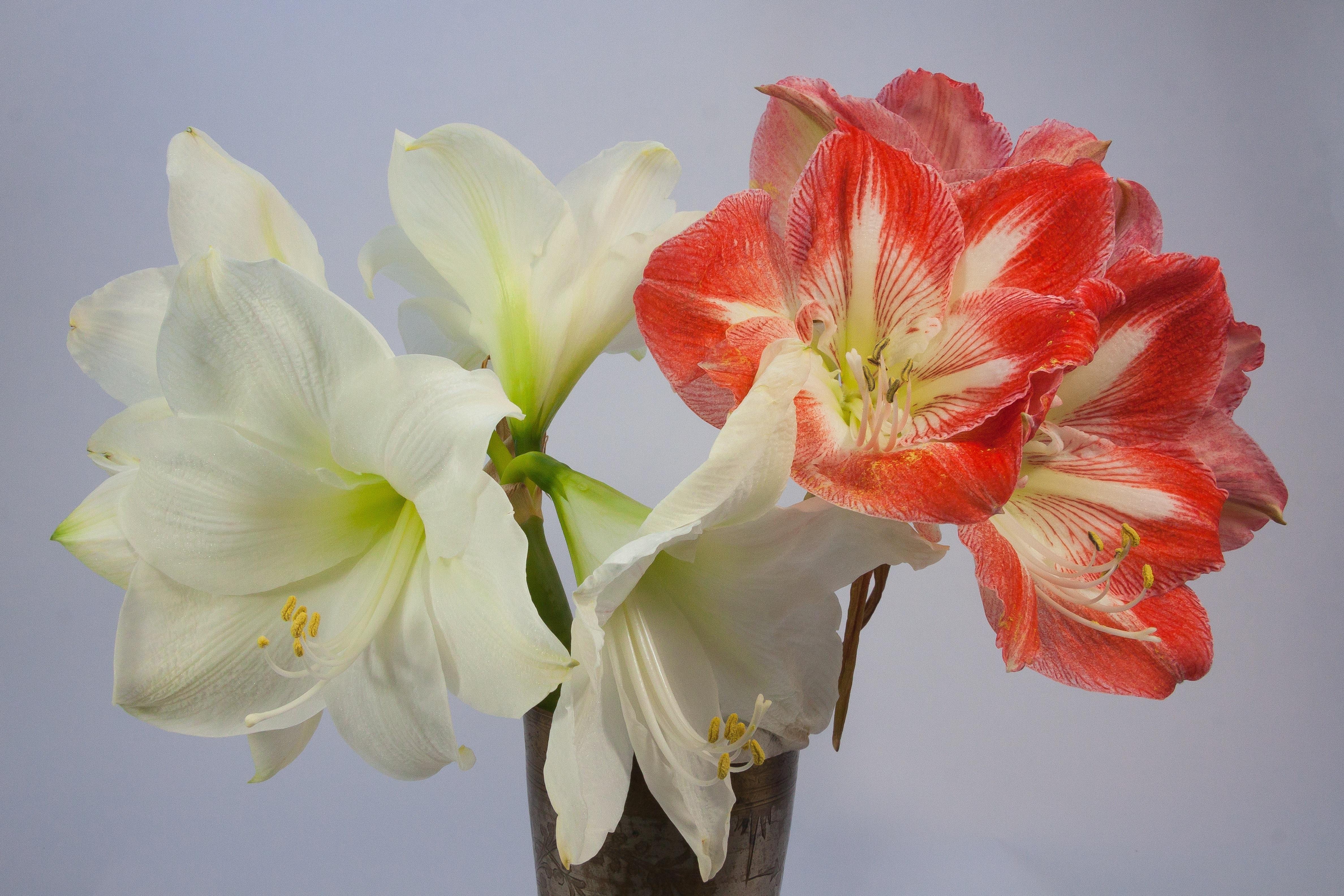 Red, Amaryllis, Blossom, White, Bloom, flower, no people free image