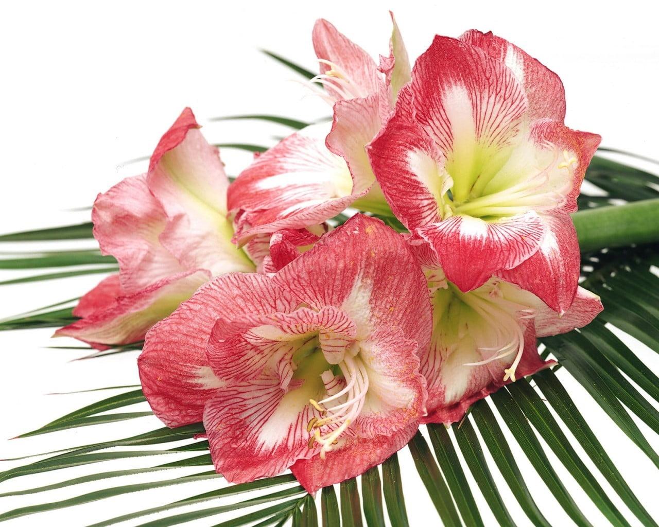 Pink And White Amaryllis Flowers HD Wallpaper