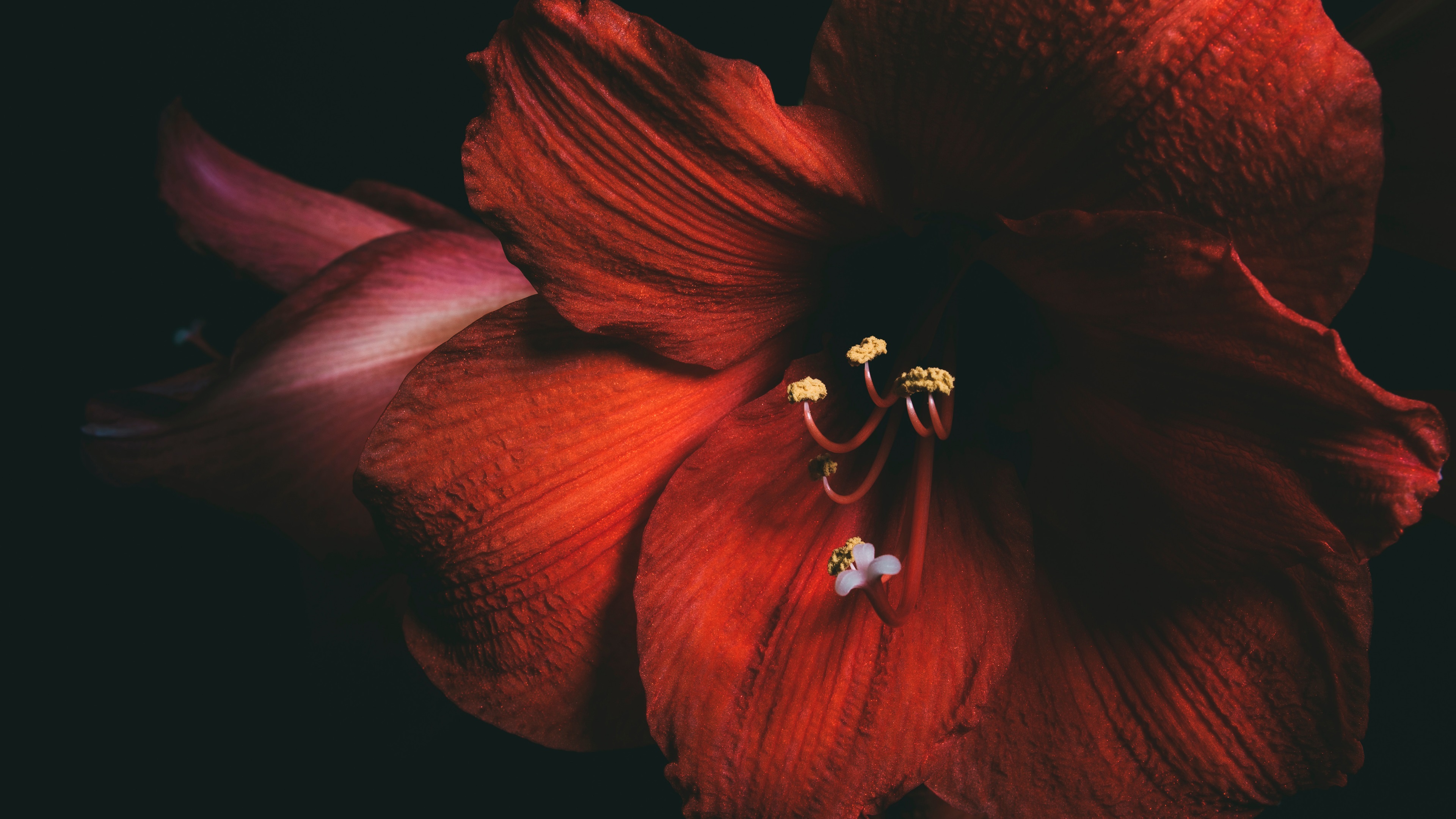 Wallpaper Amaryllis, red flowers, black background 3840x2160
