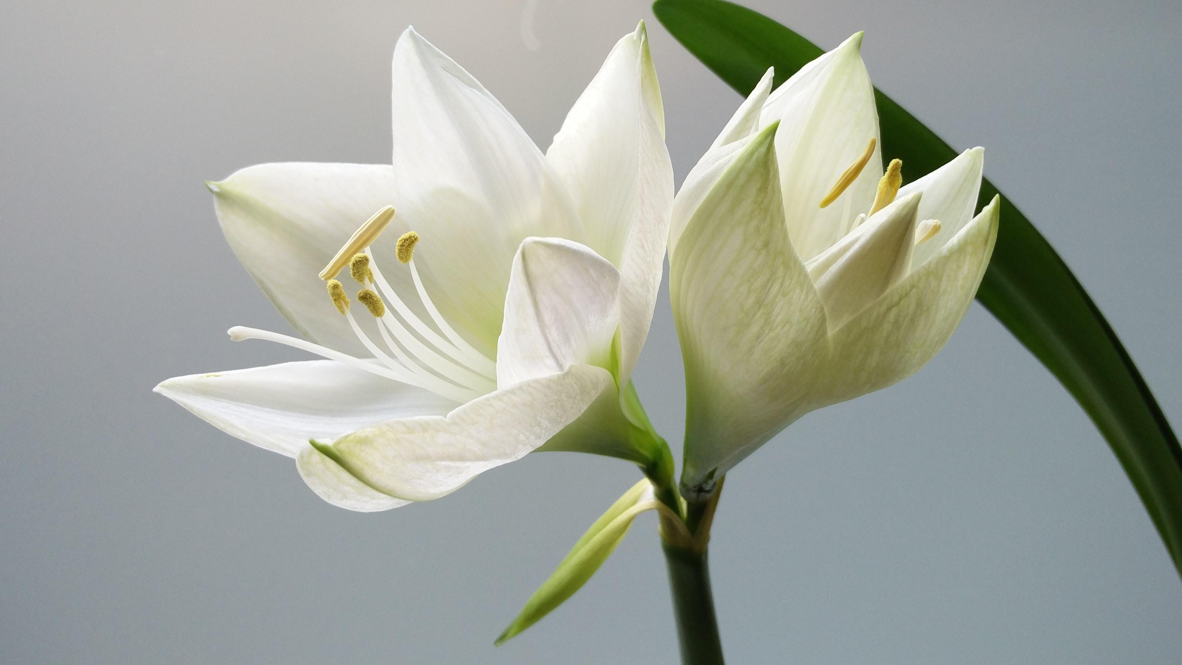 Close Up Photography Of White Amaryllis Flowers · Free