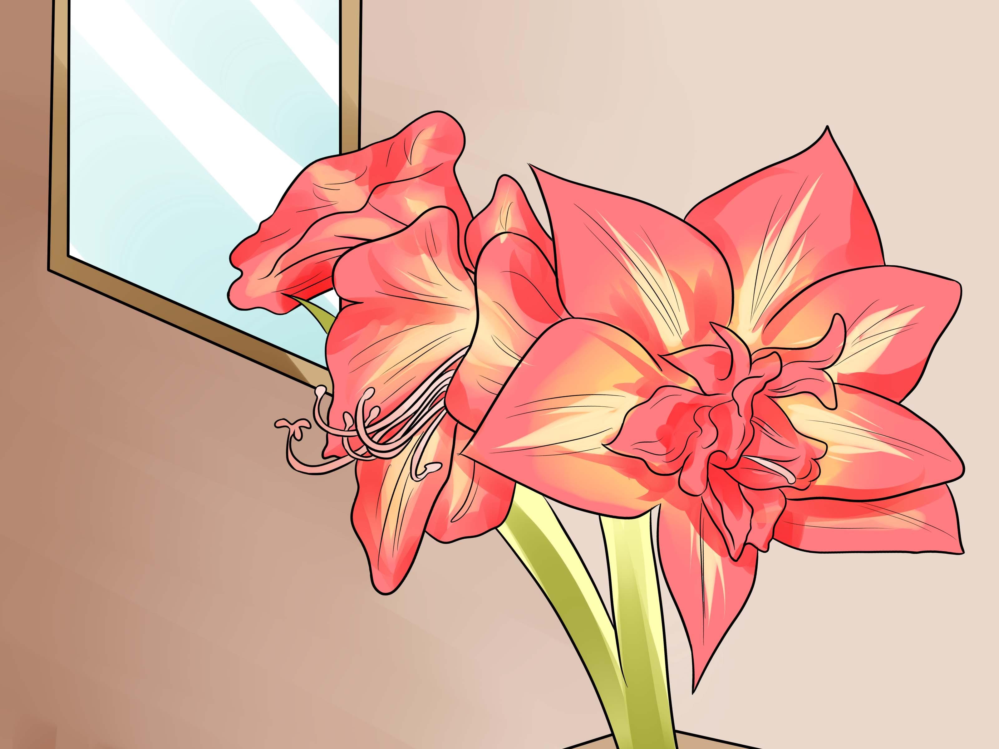 How to Get Amaryllis to Rebloom (with Picture)