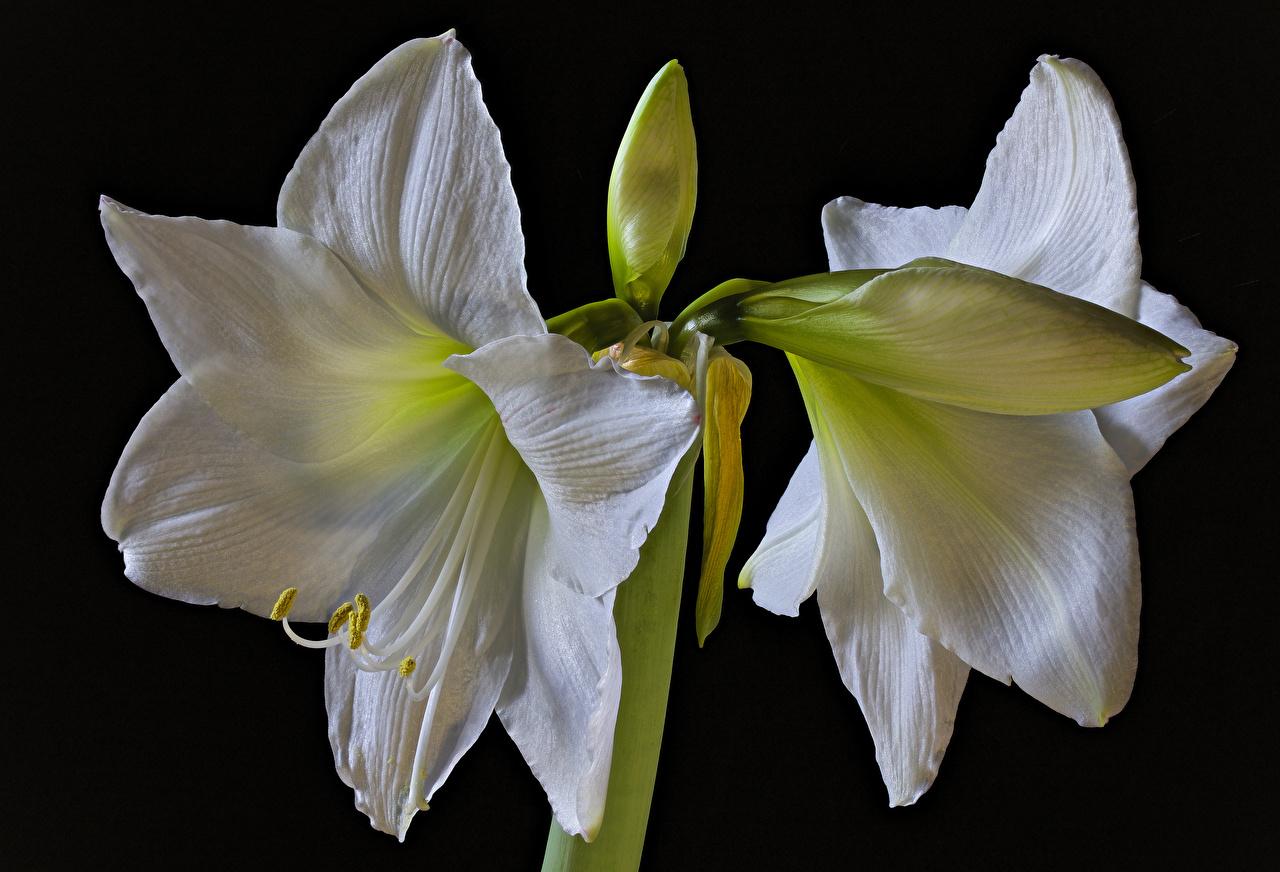 Photos White Flowers Amaryllis Closeup Flower Bud Black Background