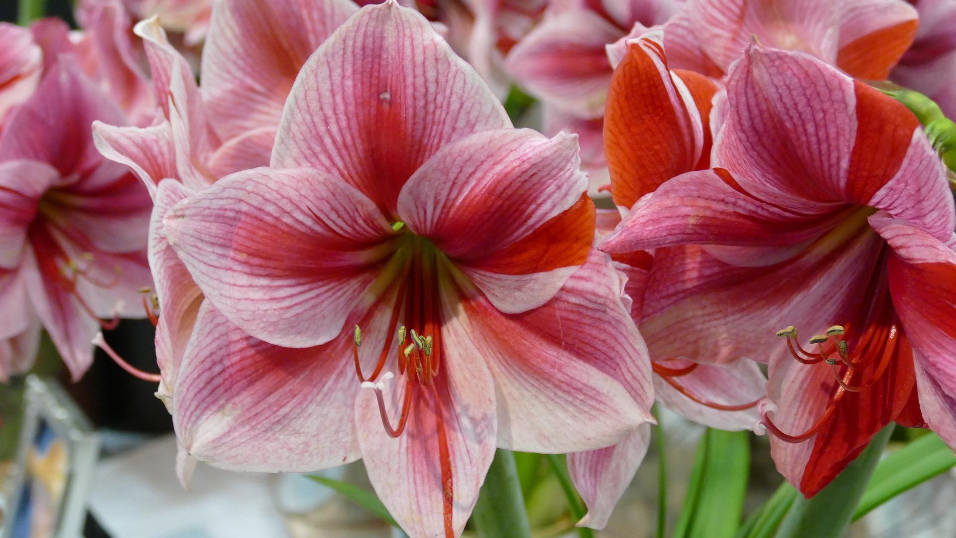 Amaryllis of Agriculture and Bioresources