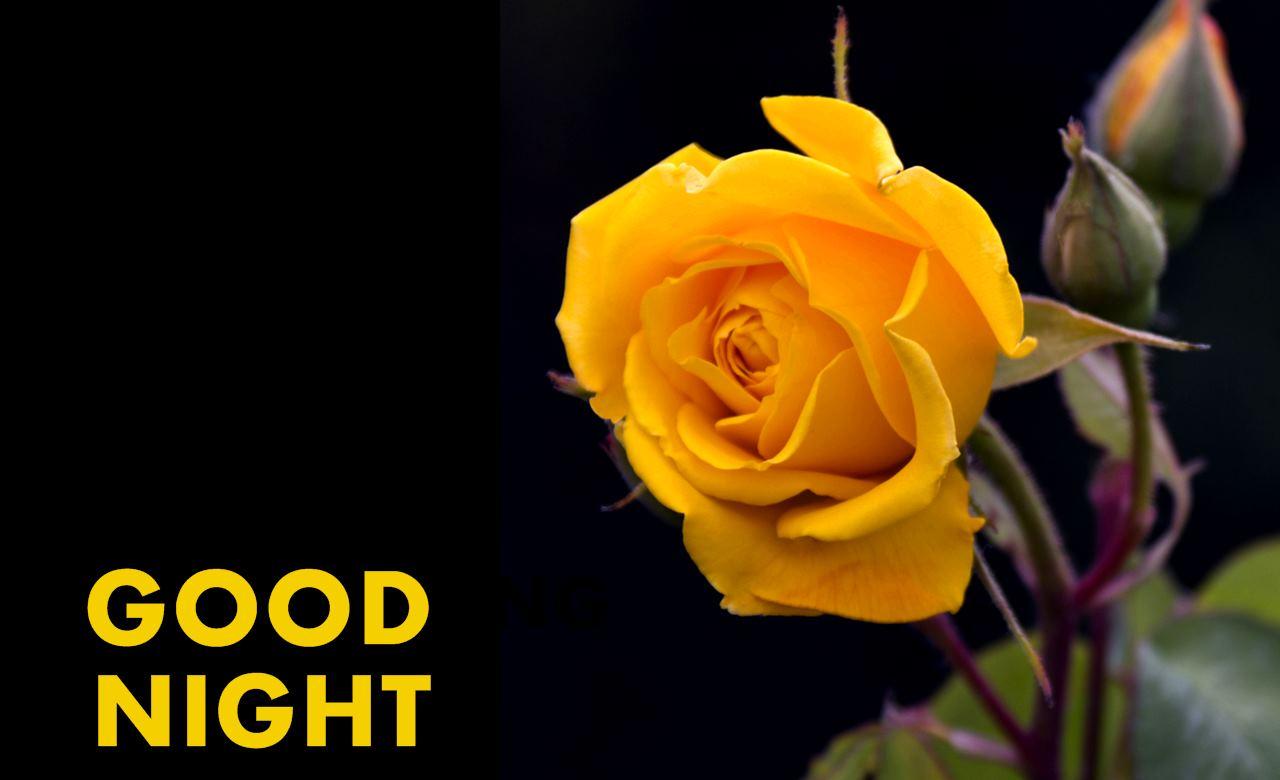 Gud Night Wallpaper HD Flower Beautiful Rose Good Night