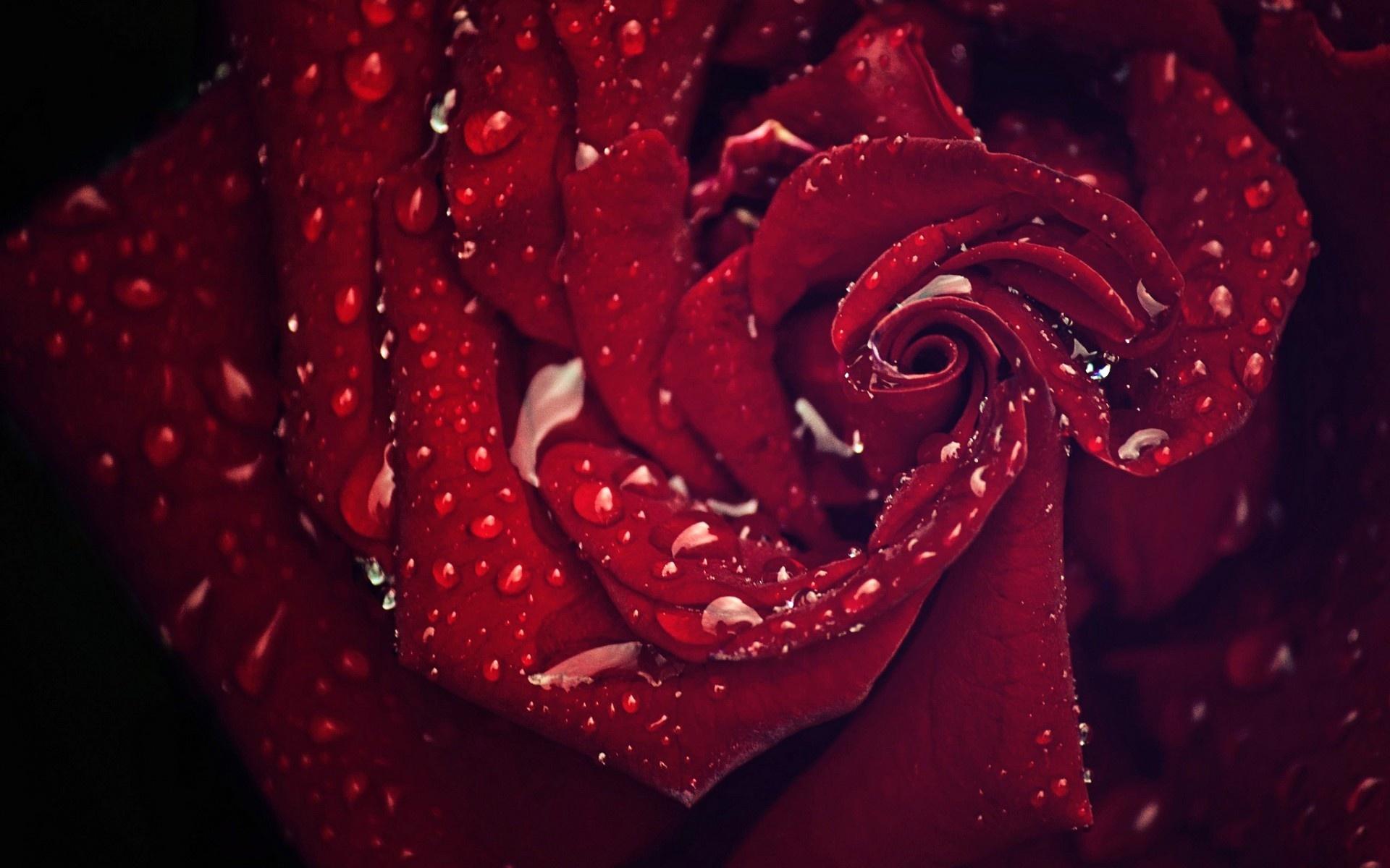 Night Rain Rose Wallpaper