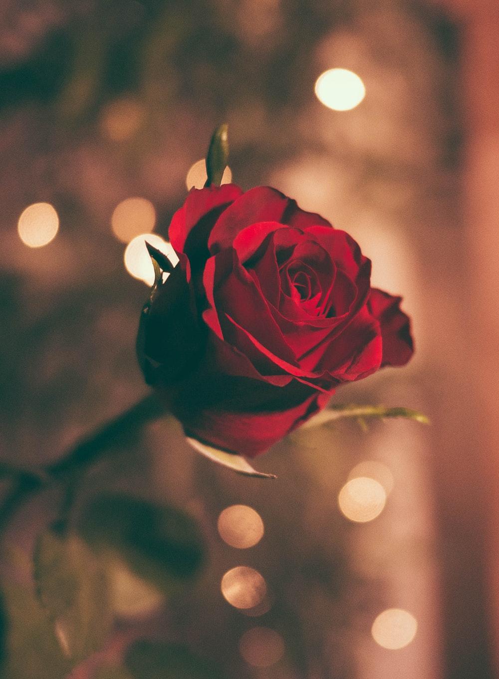 Single Rose Picture. Download Free Image