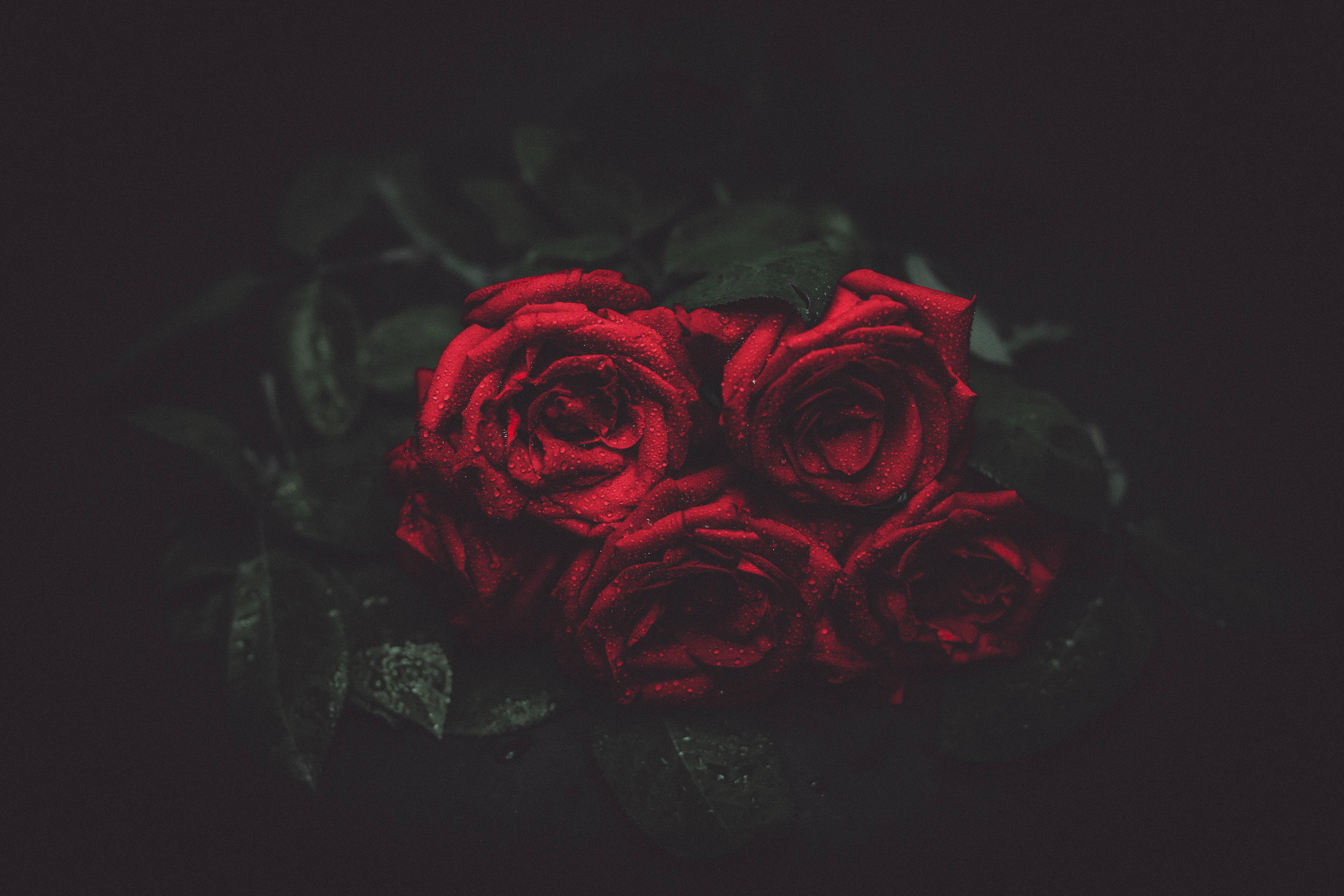 #bouquet, #romance, #flowers, #roses, #gloomy, #dark, #night