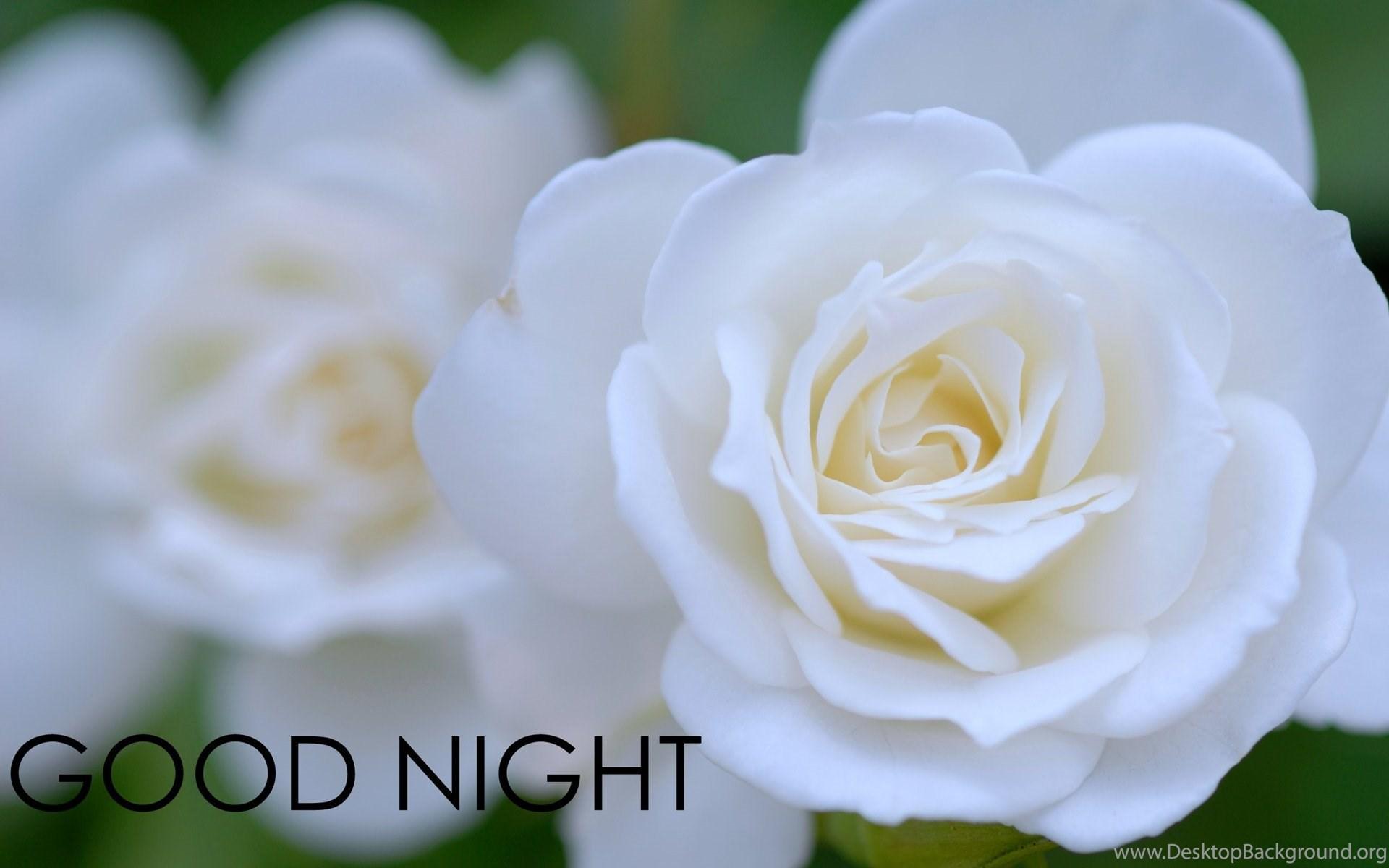 good night rose flowers
