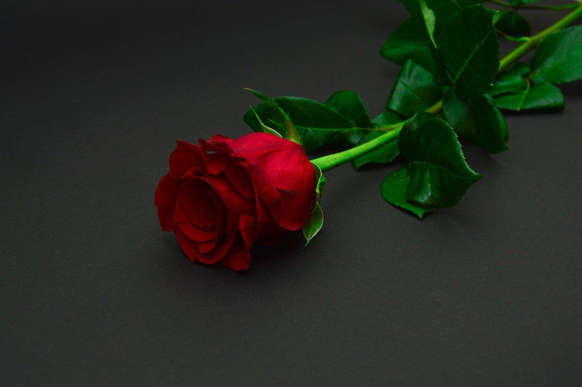 Hd Wallpaper Night Red Roses Free Wallpaper & Background