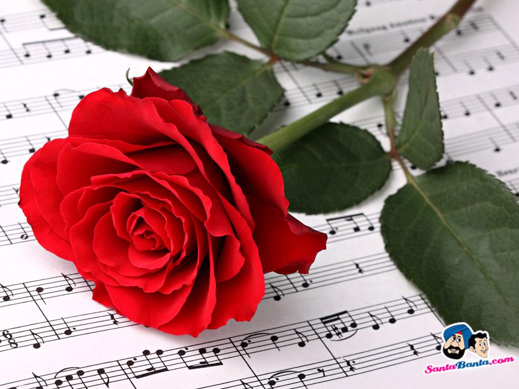 Good Night Rose Wallpaper Download, image collections