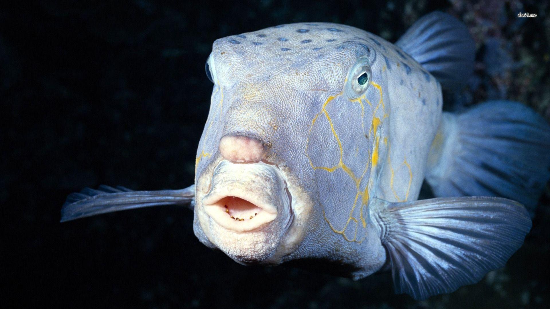 Deep sea fish wallpaper wallpaper