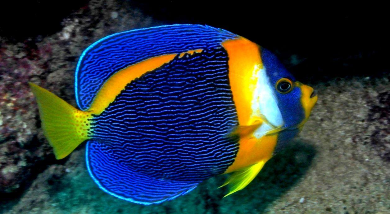 Blueface Angel Fish Wallpaper Freee Download