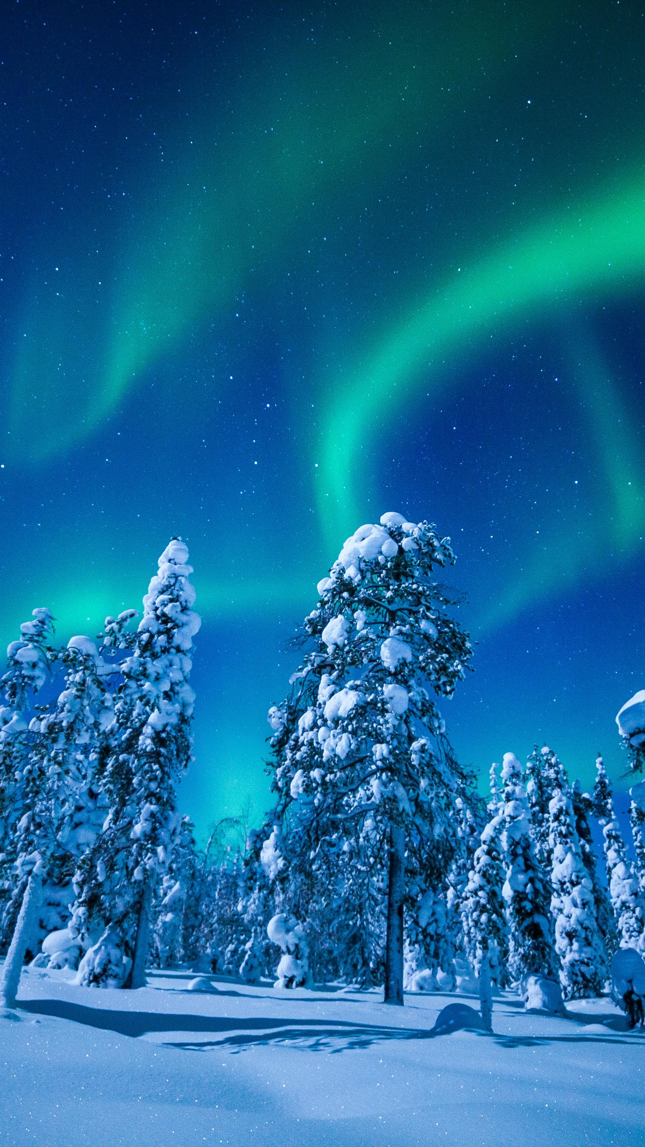 Wallpaper Lapland, Finland, winter, snow, tree, night, northern lights, 5k, Nature
