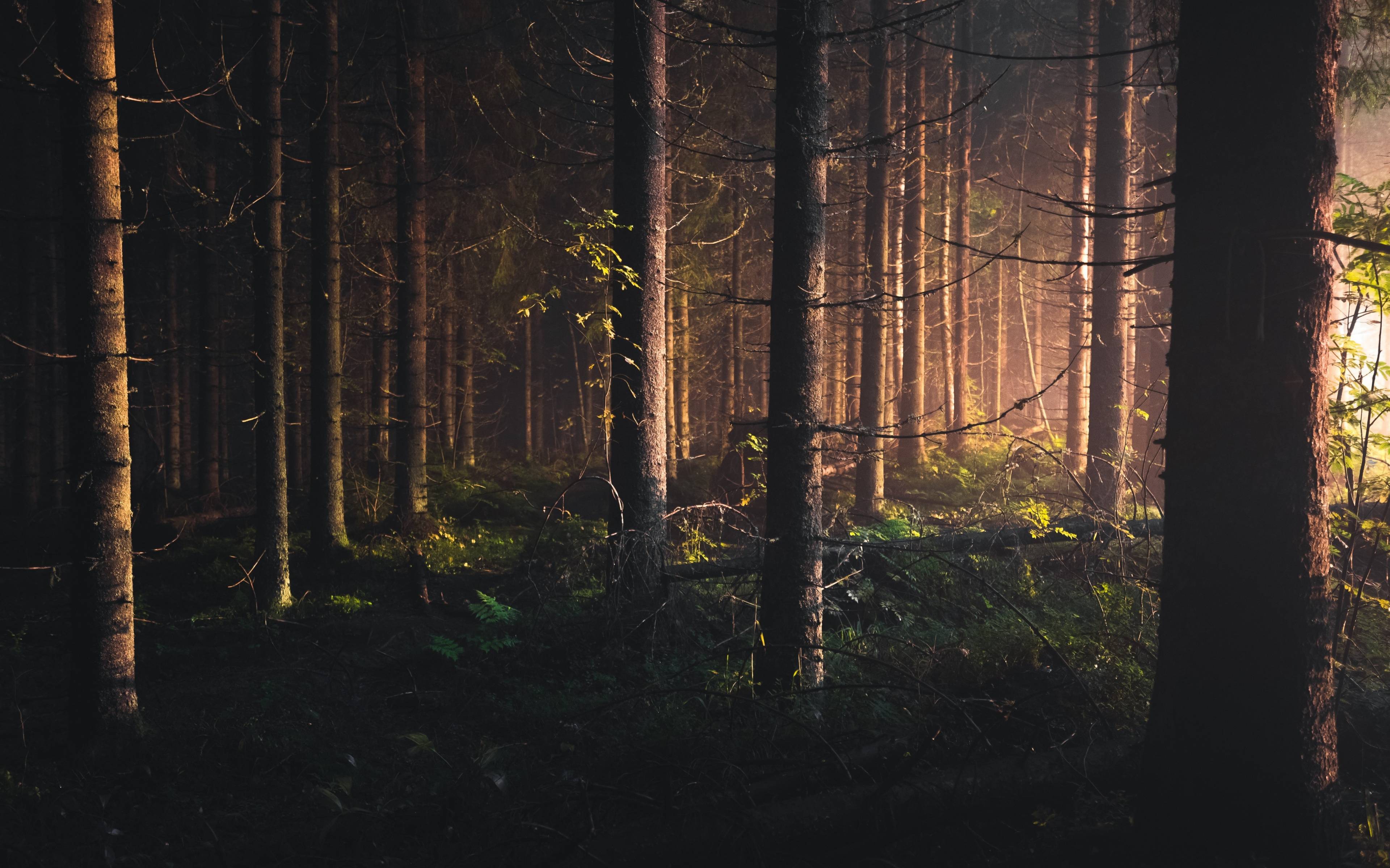 Download 3840x2400 wallpaper trees, finland, forest, nature, 4k