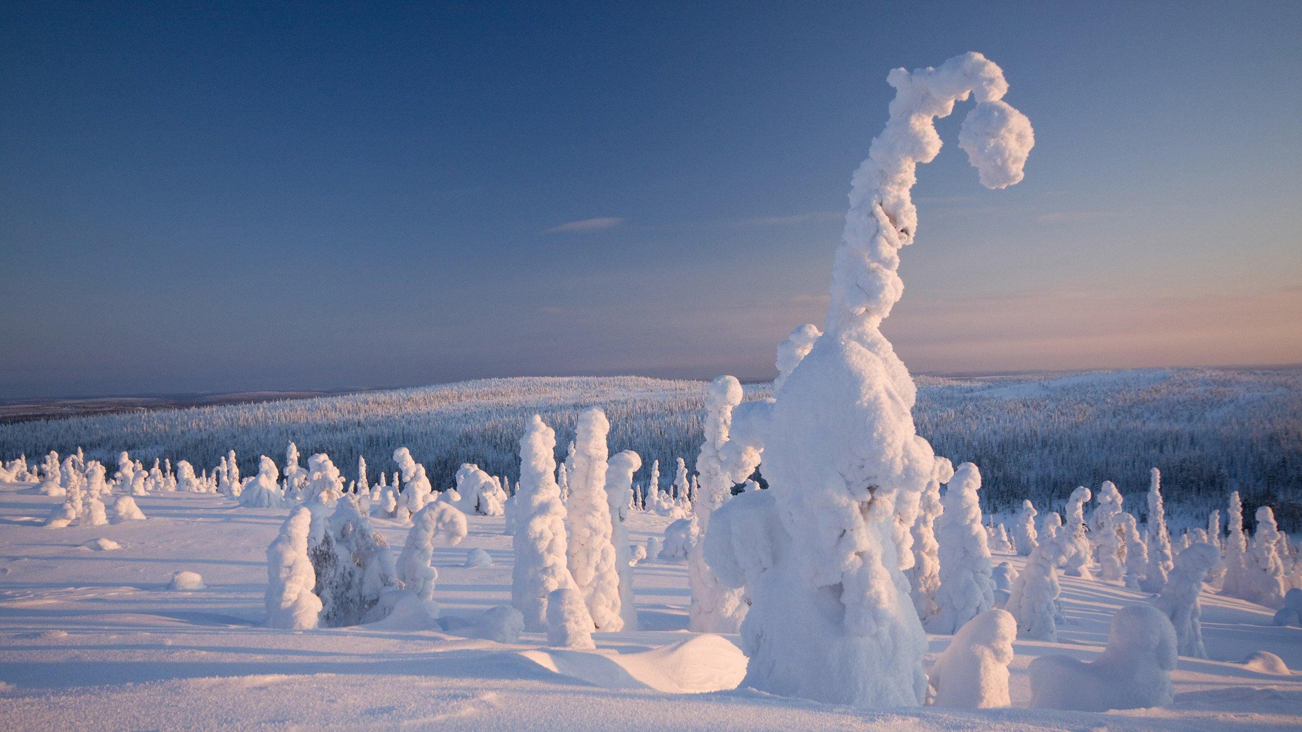 Frozen Forest Finland HD wallpaper