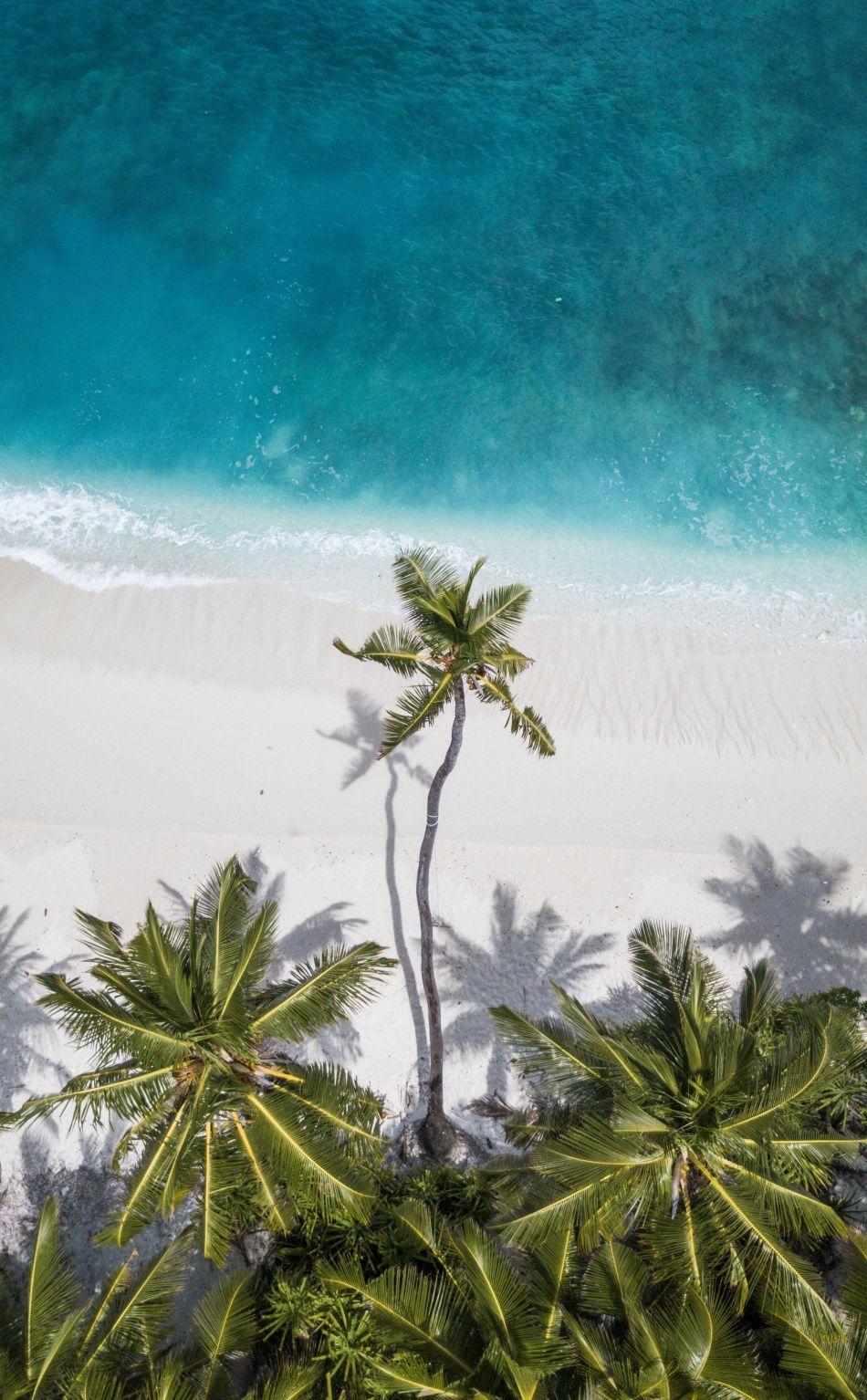Beach, palm tree, blue, summer, holiday, nature, 950x1534 wallpaper