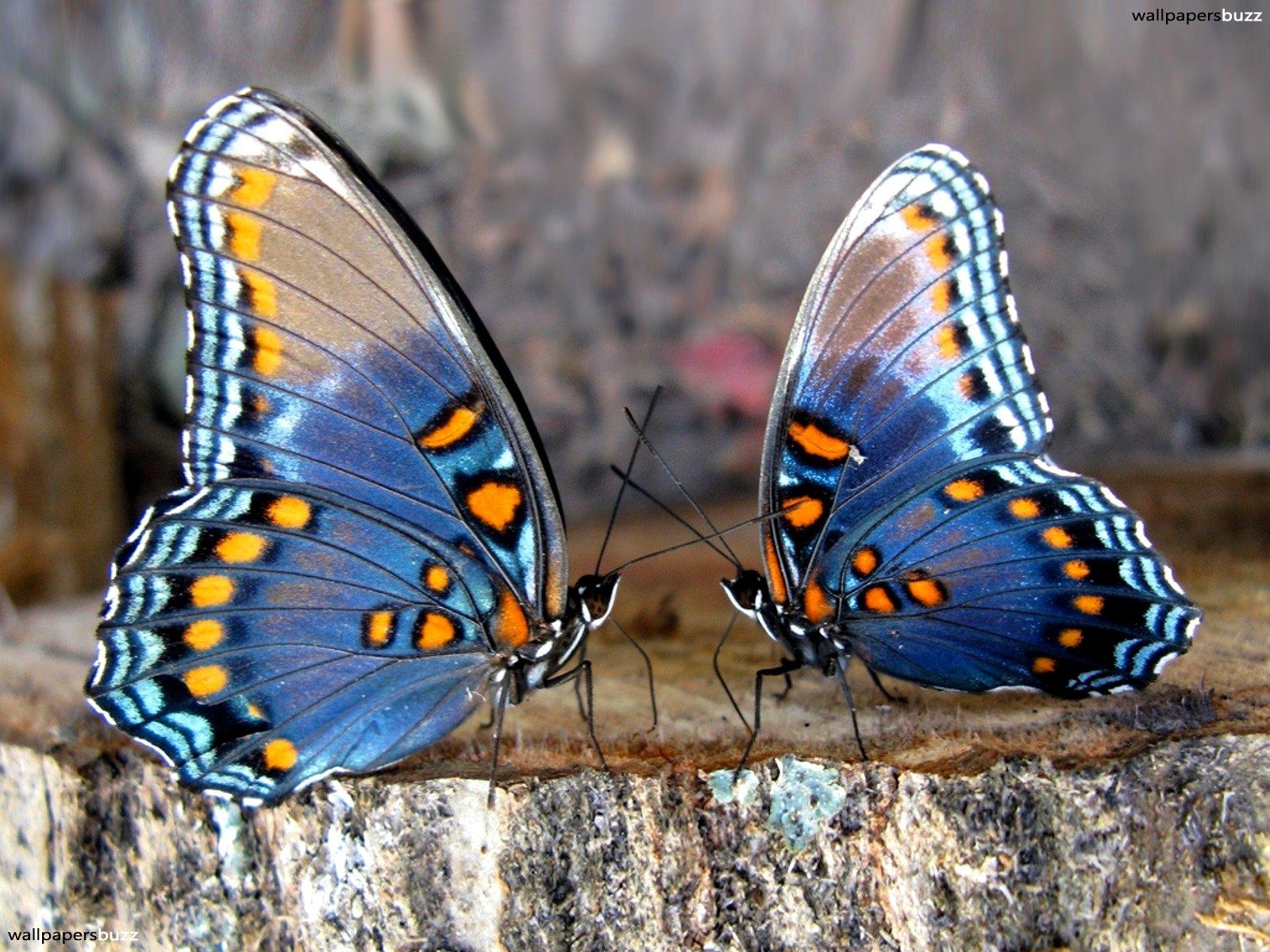 Two blue color butterflies HD Wallpaper