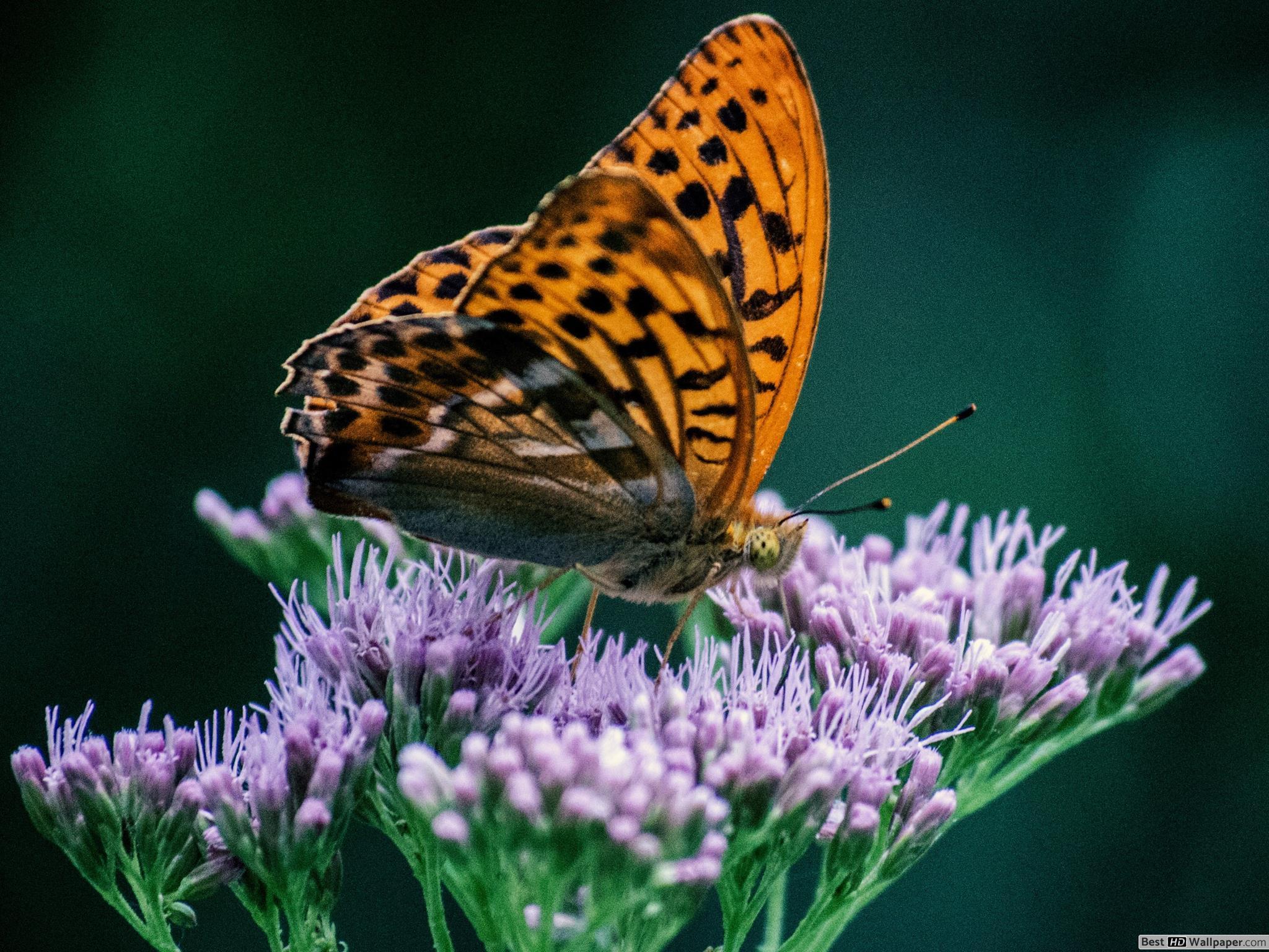 Kiss Wallpaper Download