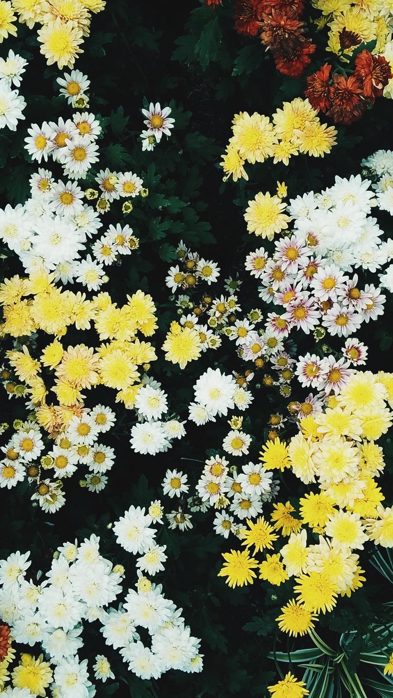 Download Wallpaper 800x1420 Flowers, Field, Flora Iphone Se 5s 5c 5