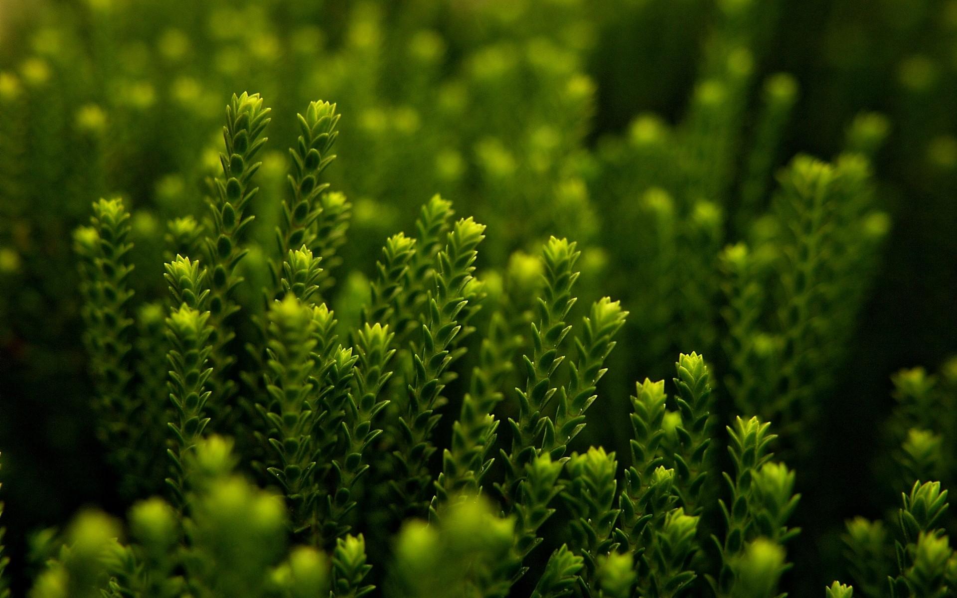 Widescreen Nature Wallpaper, Fullscreen, HD Nature Wallpaper