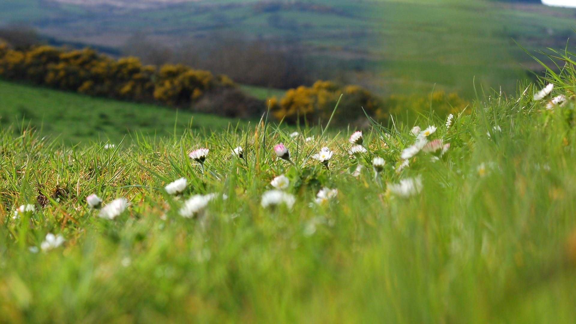 landscapes, nature, Flora wallpaper