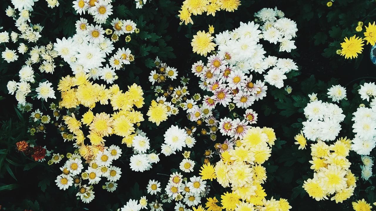 Download wallpaper 1280x720 flowers, field, flora hd, hdv, 720p HD