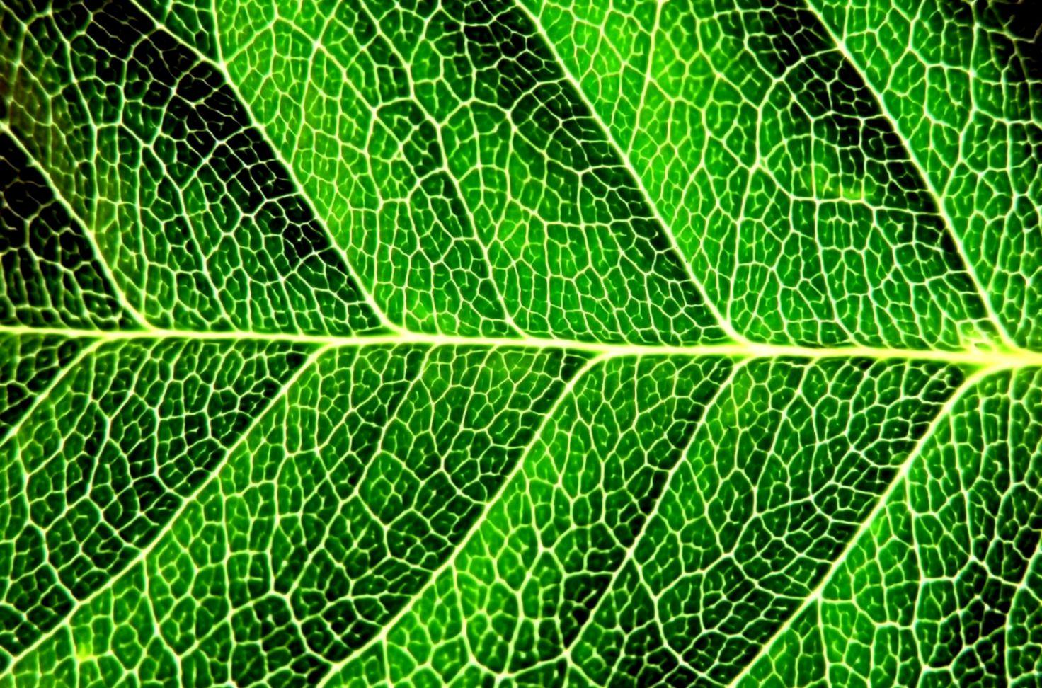 Flora Grass Green Wallpaper