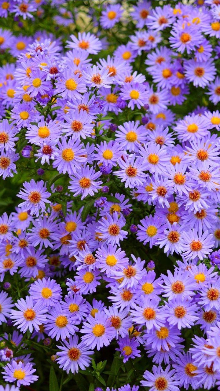 Purple flowers, meadow, flora, nature, 720x1280 wallpaper. Flowers
