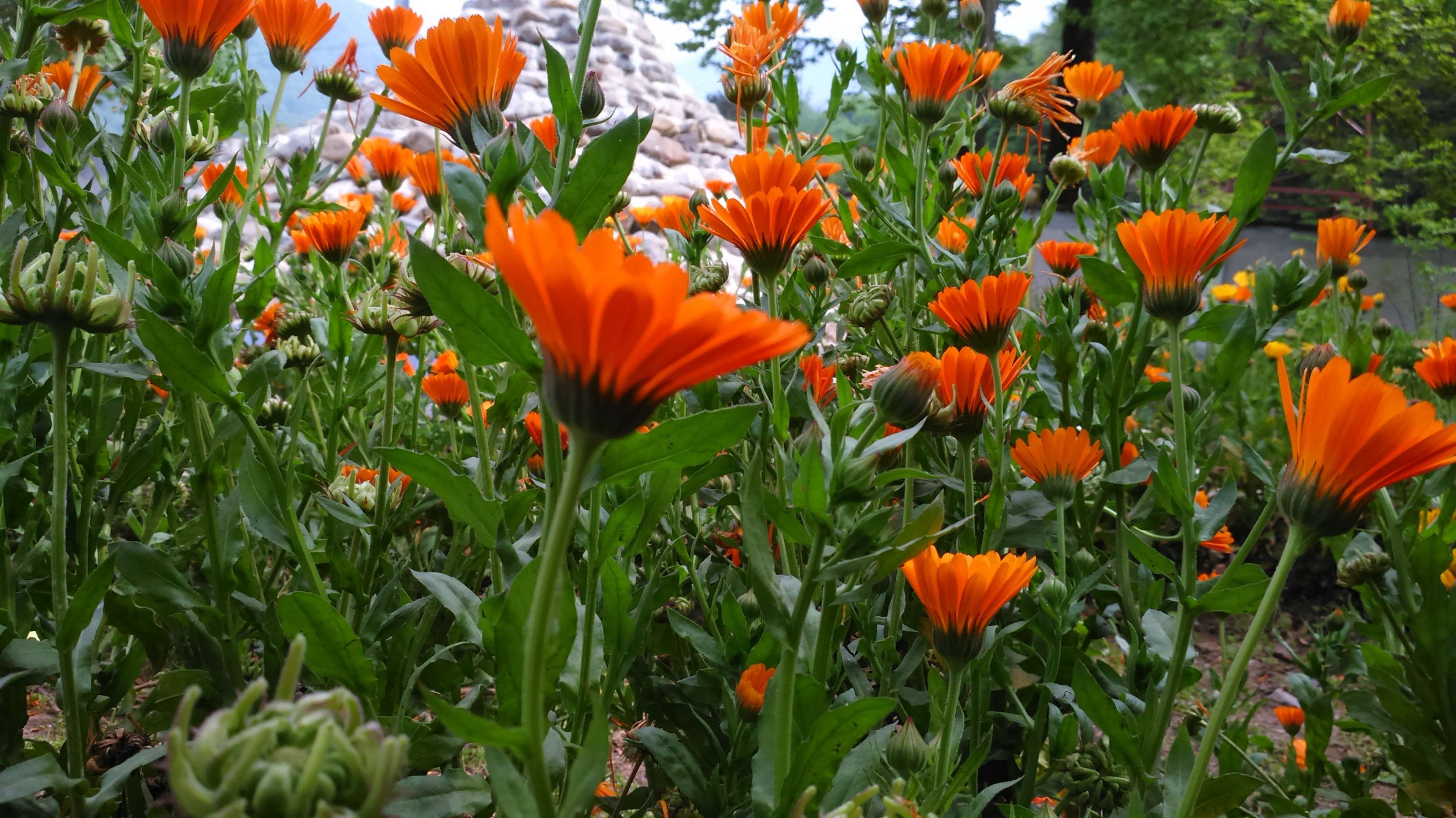 flora, floral, flower, HD wallpaper 4k wallpaper