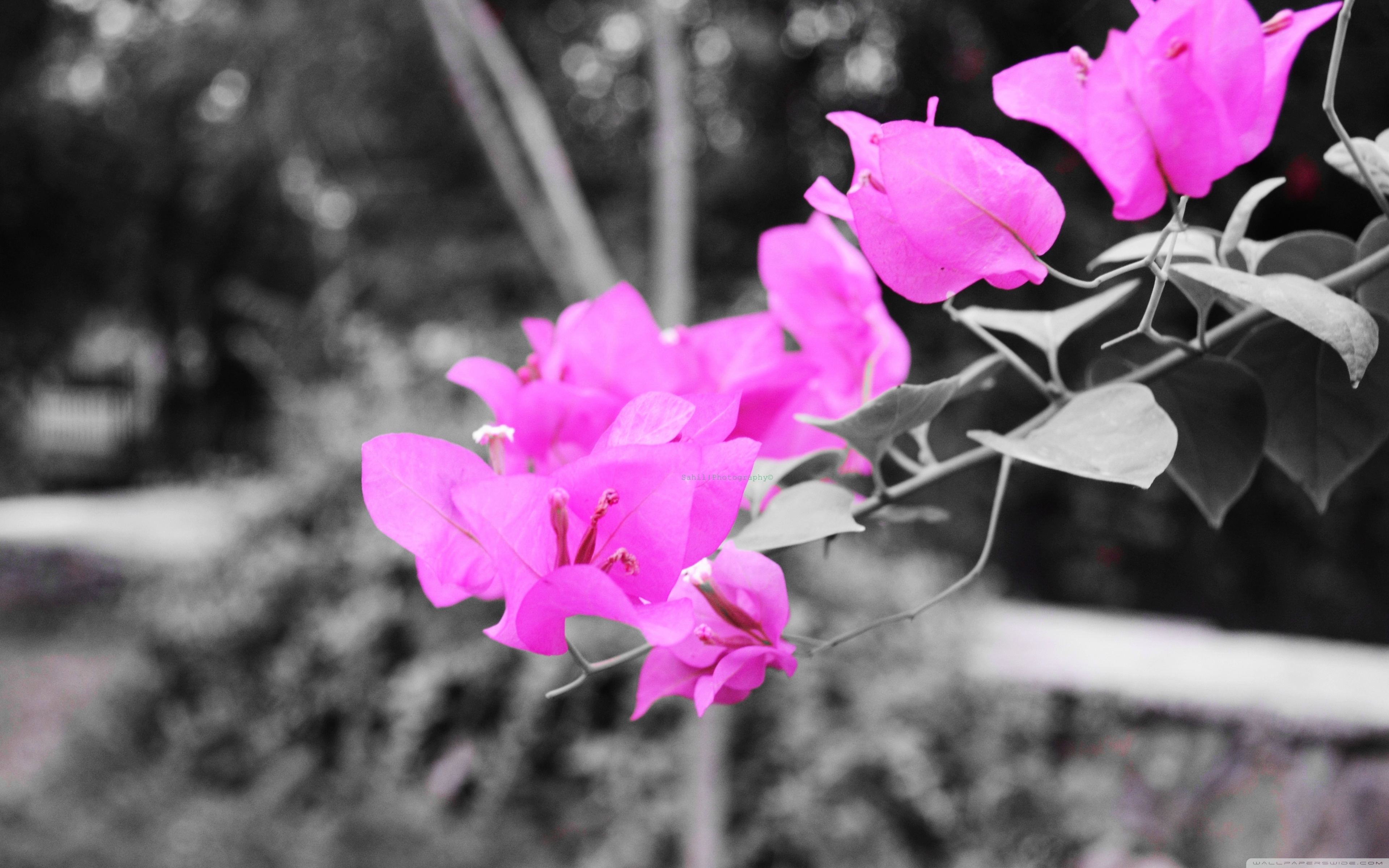 Flora ❤ 4K HD Desktop Wallpaper for 4K Ultra HD TV • Dual Monitor