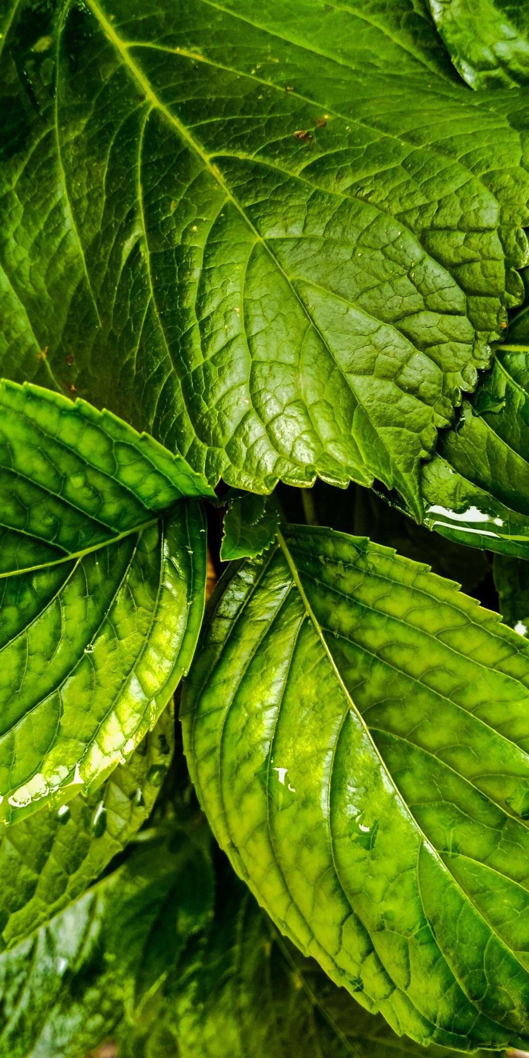 Flora, green leaves, close up, 1080x2160 wallpaper. Nature, Natural