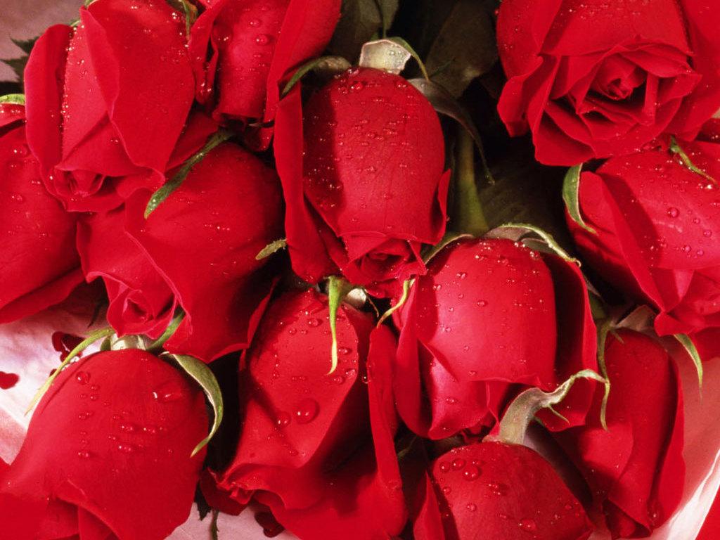 Download Full Screen Latest 50 Most Romantic Red Roses Wallpaper