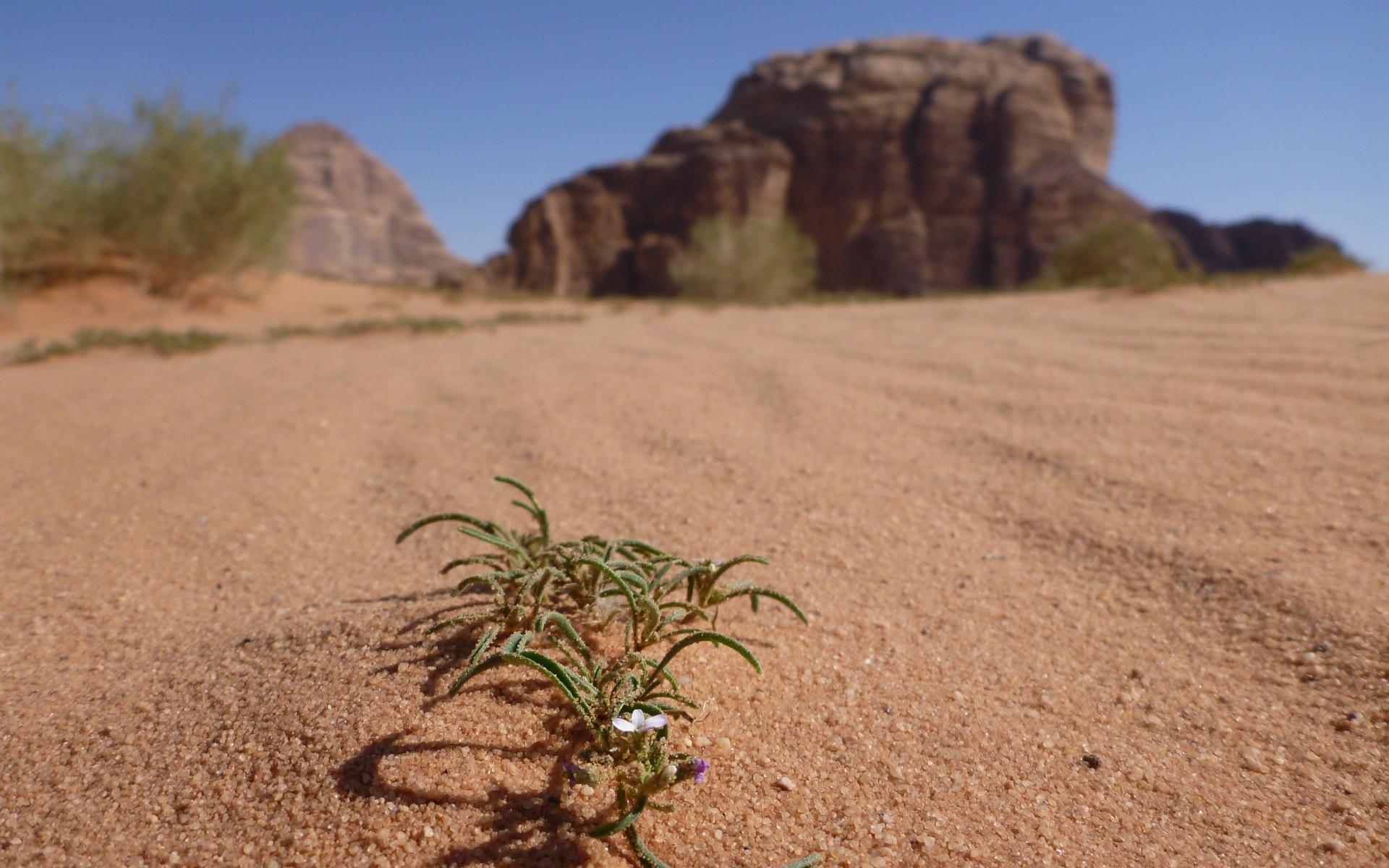 Flowers desert jordan plants skies wadi rum Wallpaper