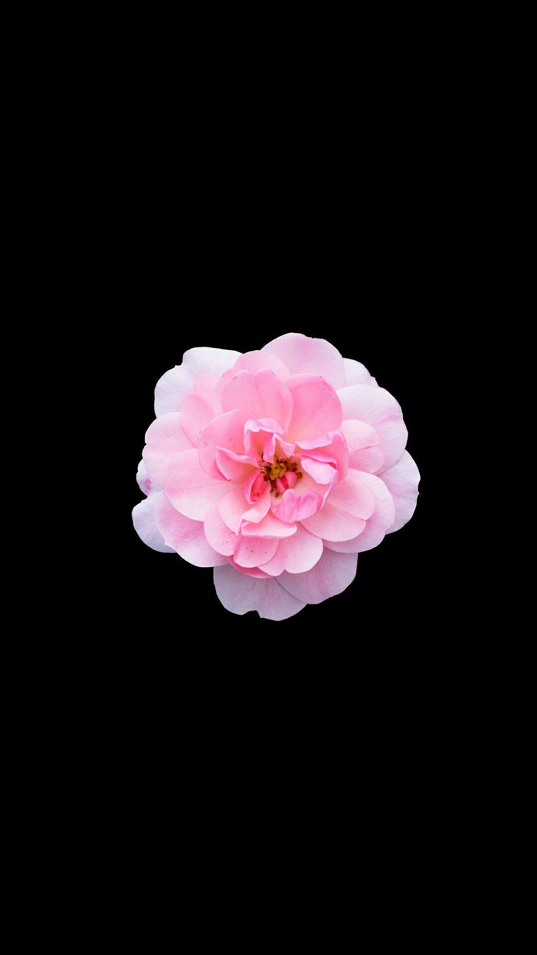 Pink And Black Flower Wallpapers - Wallpaper Cave