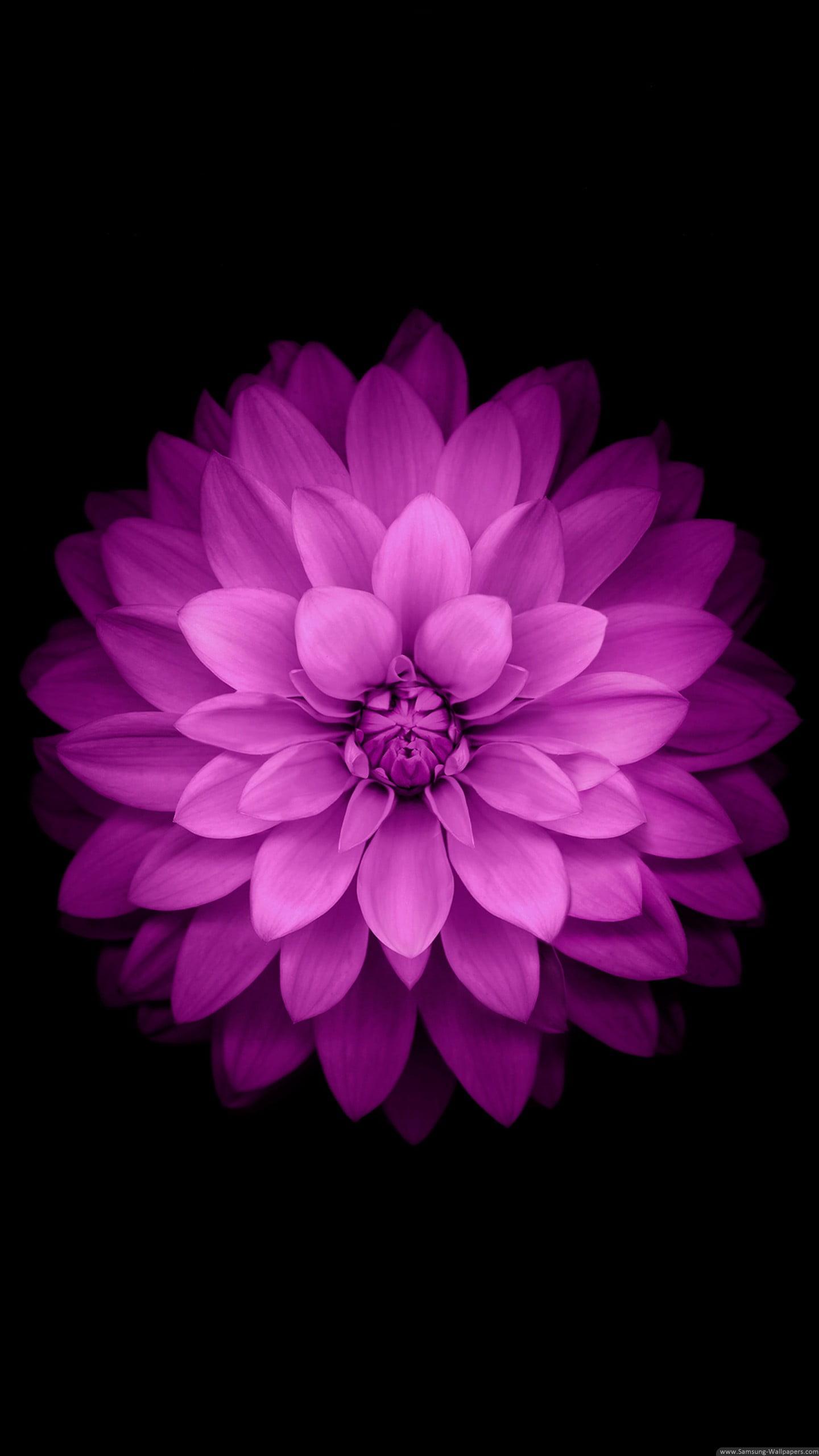 Pink petaled flower, purple flower, black background HD wallpaper