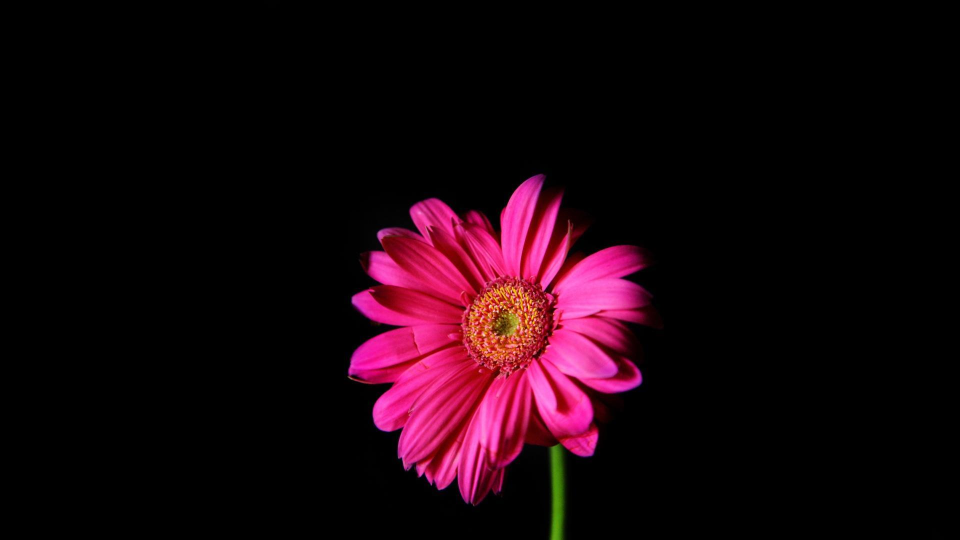 Pink And Black Flower Wallpapers - Wallpaper Cave