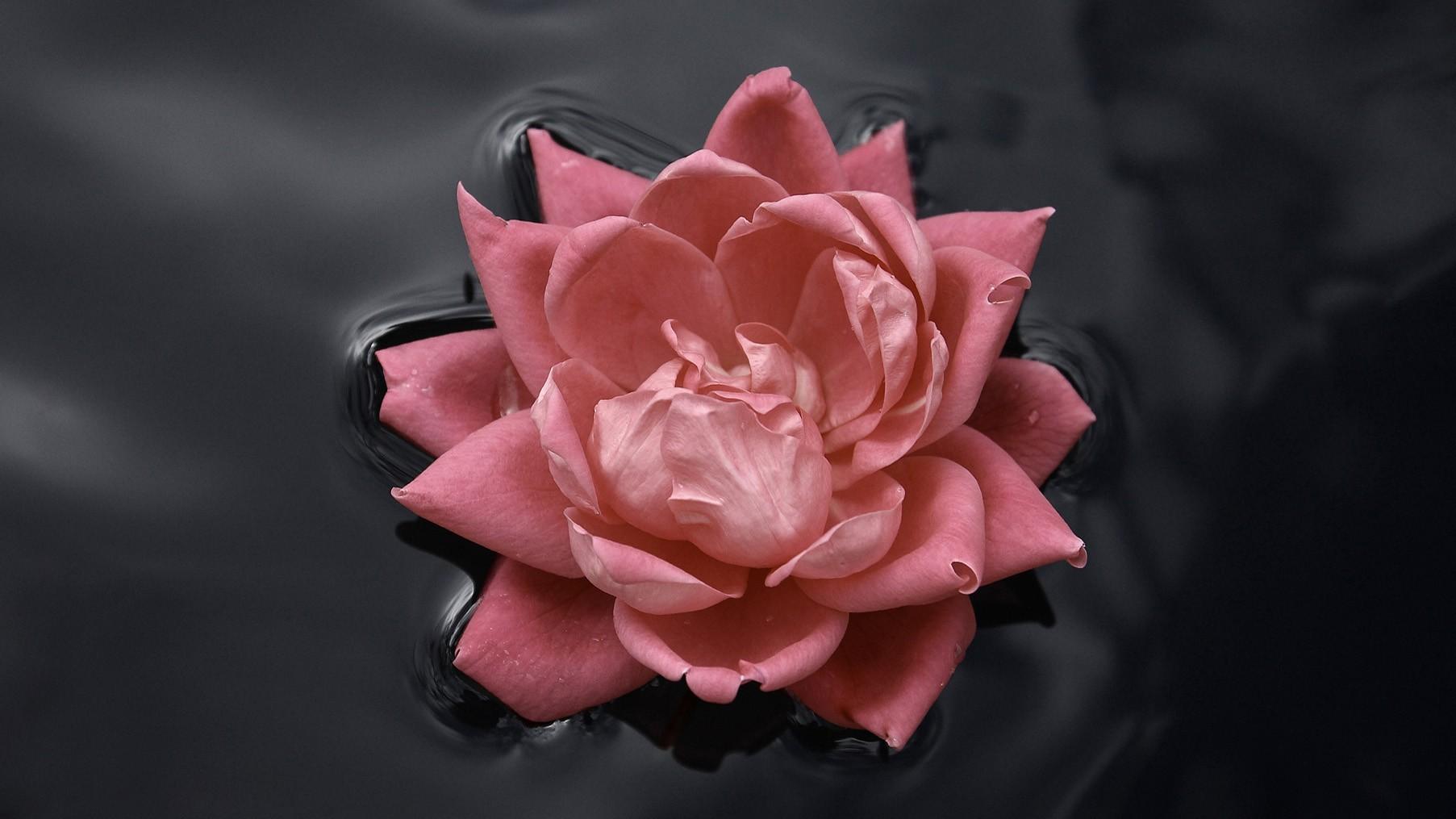 Rose, In, Water, Flower Wallpaper, Nature Image, And Black