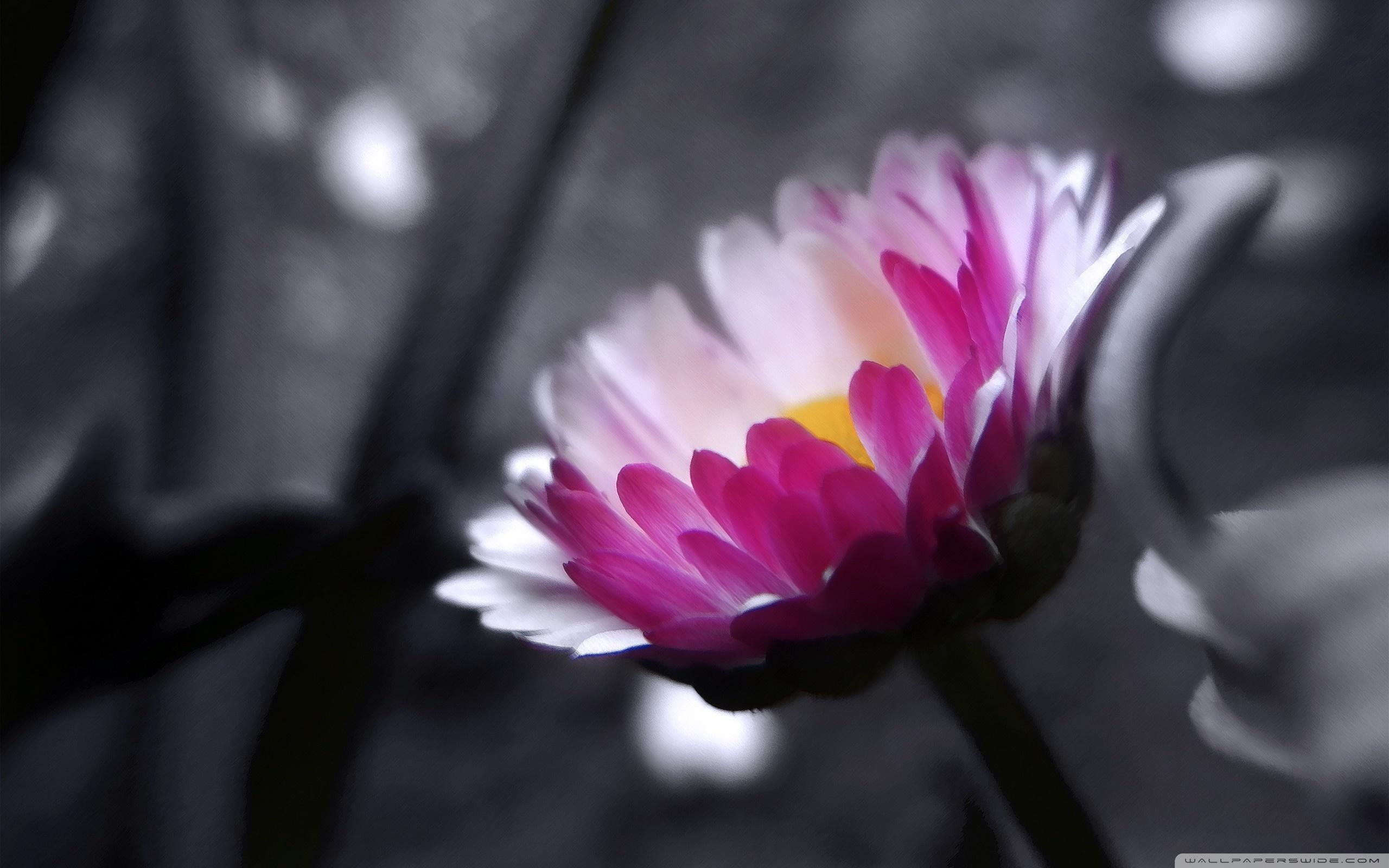Pink Flower On Black And White Background ❤ 4K HD Desktop Wallpaper