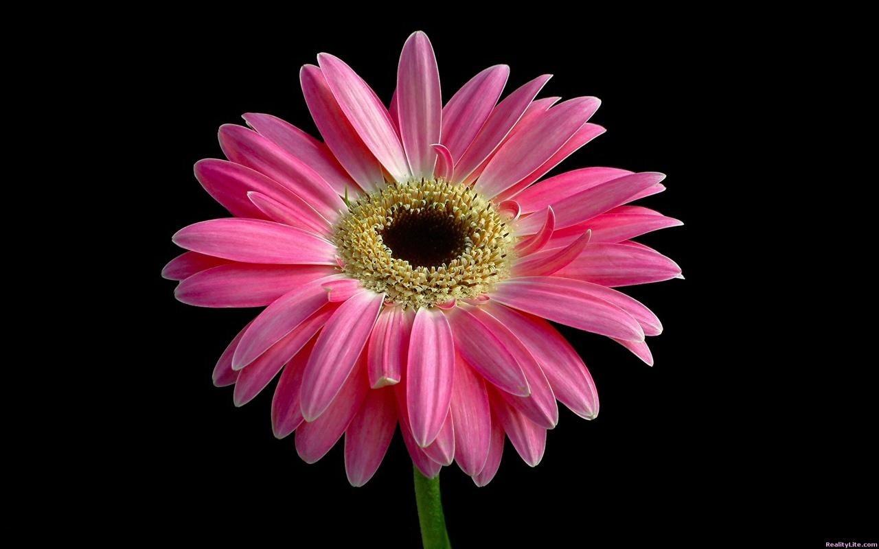 Flowers: Gerbera Beauty Pink Beautiful Daisy Black Flower Wallpaper